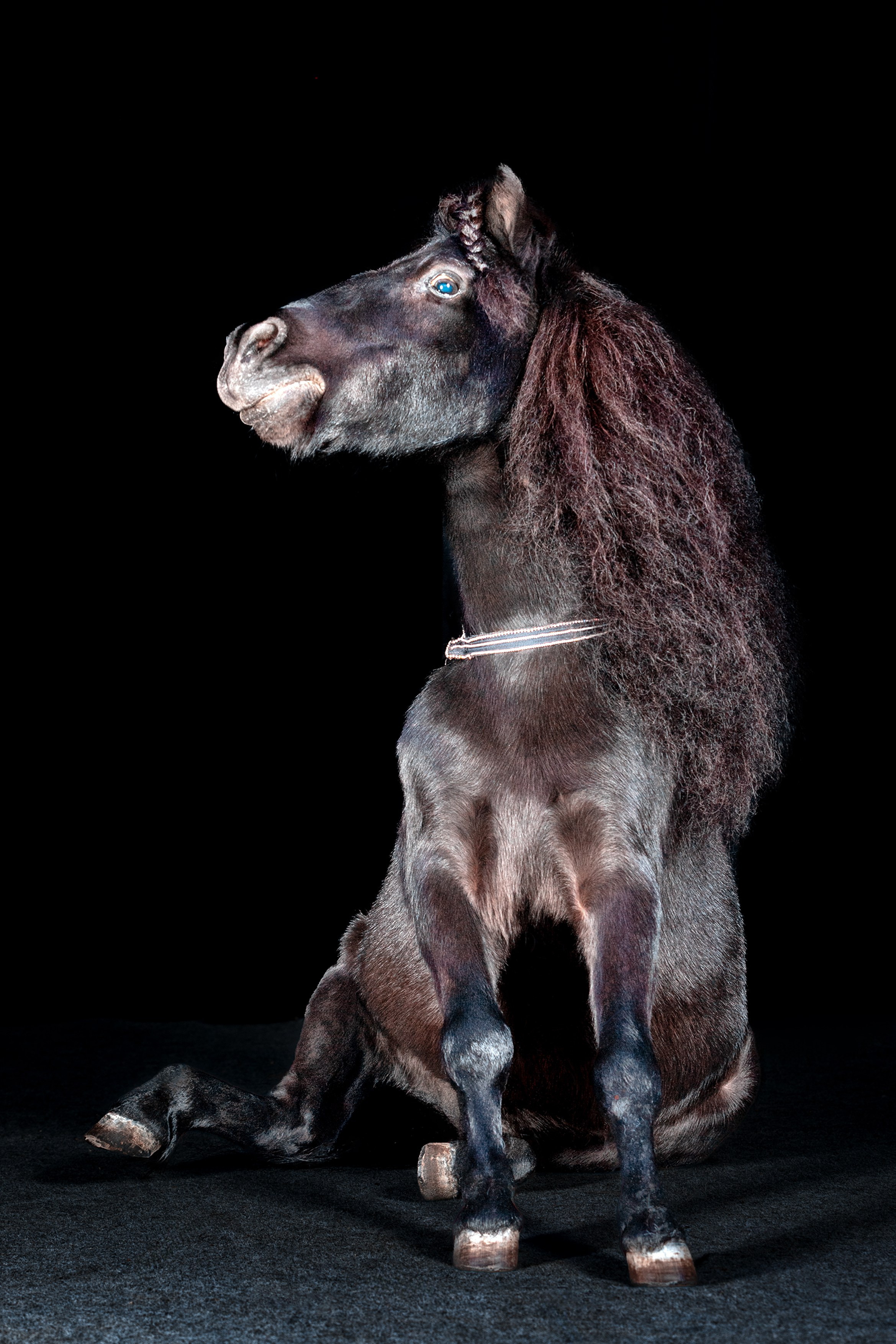 SHUSTOVI/ANIMALS. Sveta GOSHTAUTAS фотограф Пермь