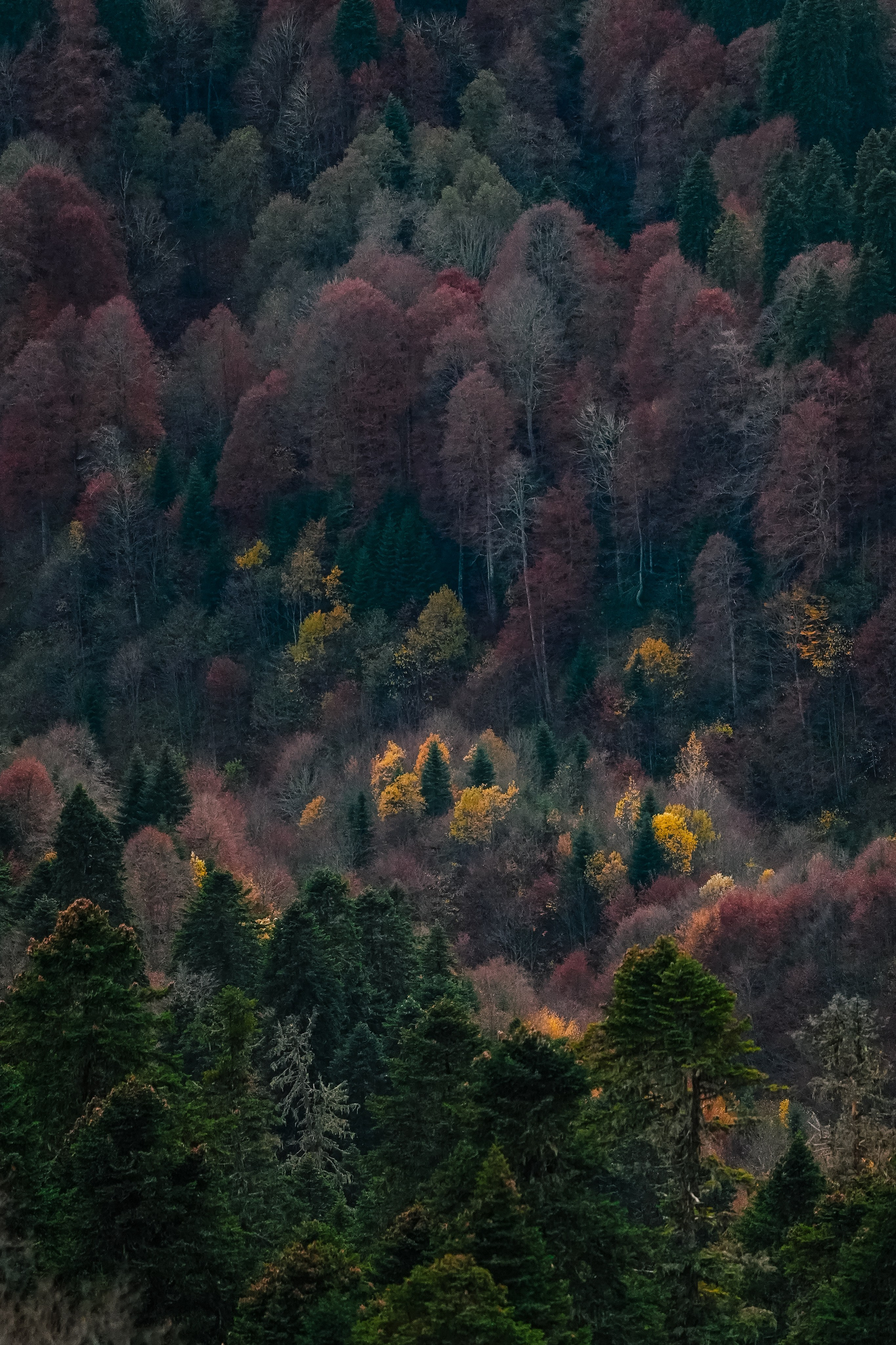 Роза Хутор ✽ Ноябрь. Репортажный фотограф | Роза Хутор Красная Поляна Сочи Сириус