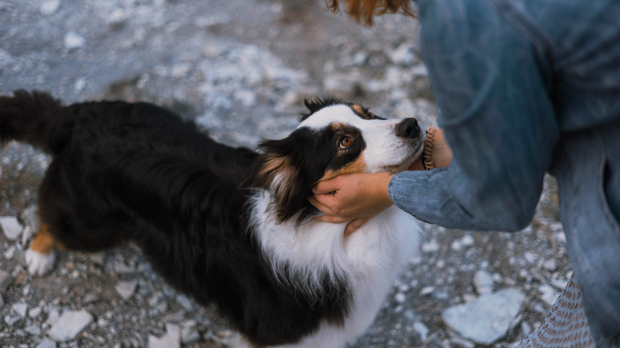 Ира и Джесс. Фотограф-анималист Богданова Полина