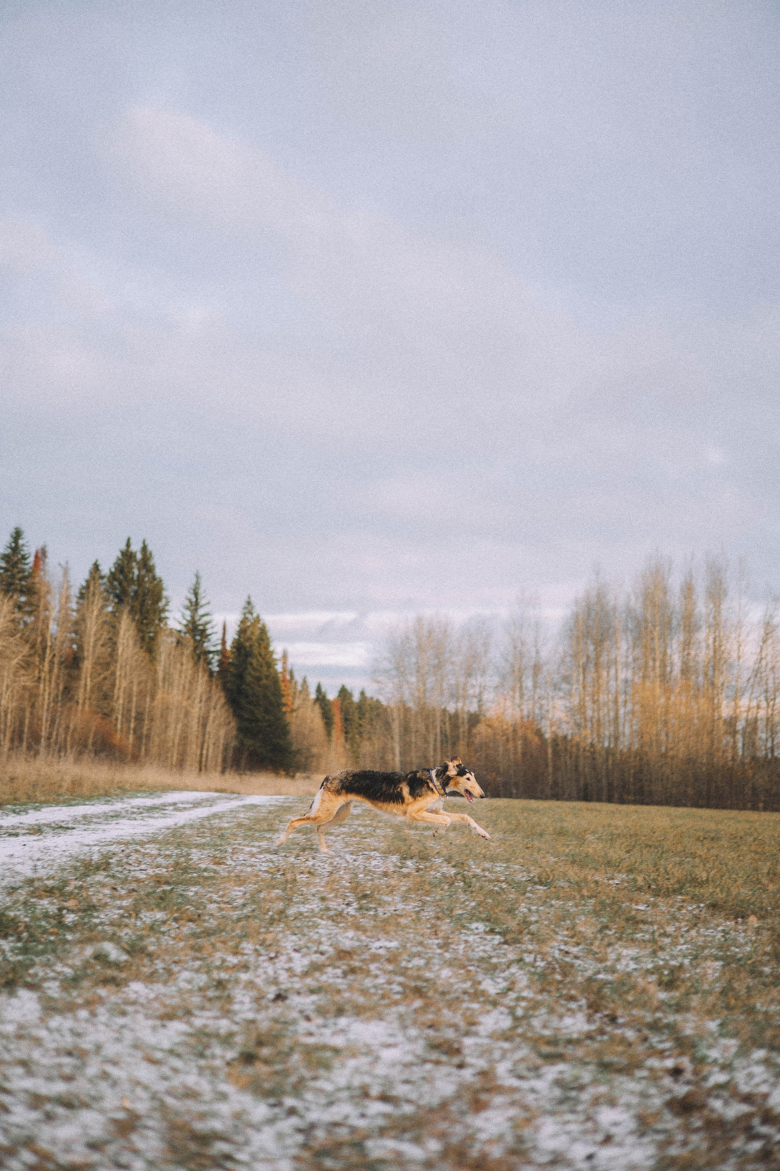 Алена, Леви и Микаса. Фотограф-анималист Богданова Полина