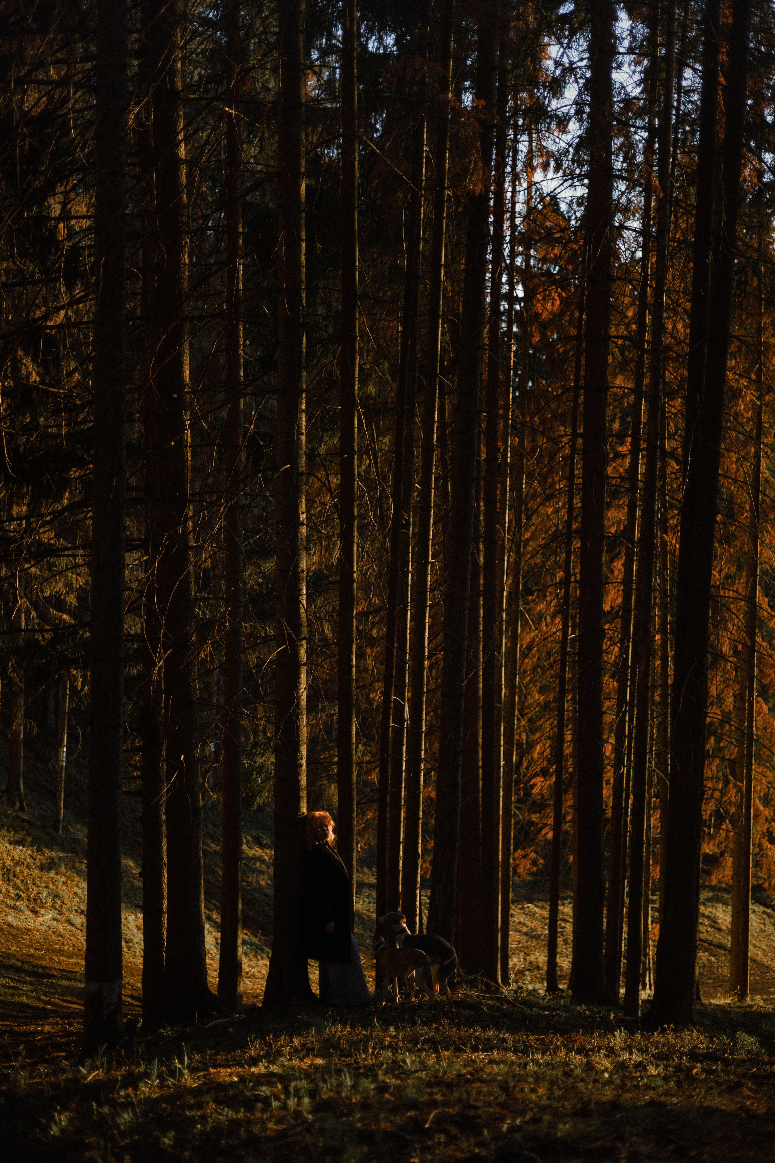 Вика, Джем и Белла. Фотограф-анималист Богданова Полина