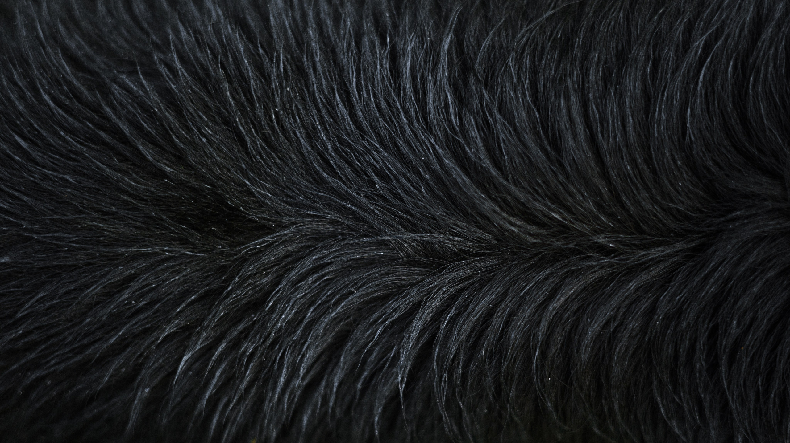 Лиза и Коди. Фотограф-анималист Богданова Полина