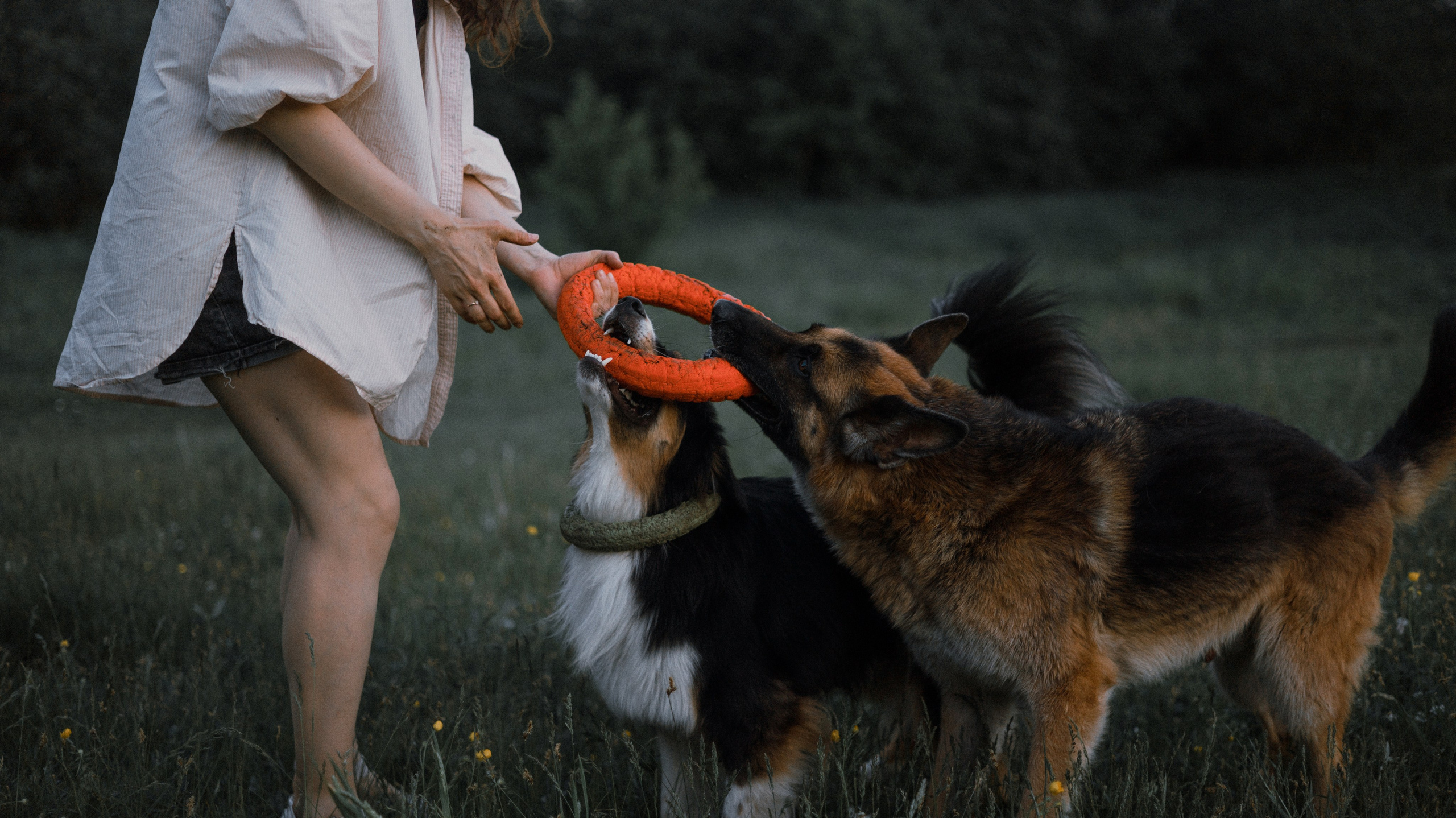 Настя, Шуня, Милка и Тигуан. Фотограф-анималист Богданова Полина