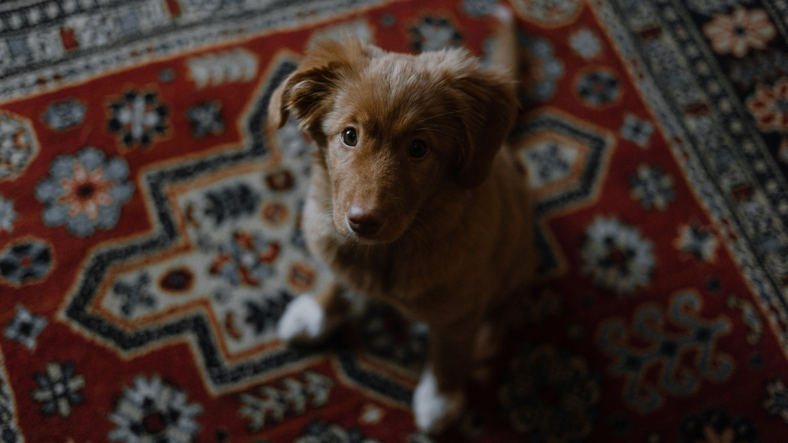 Лера, Реджи и Ральф. Фотограф-анималист Богданова Полина