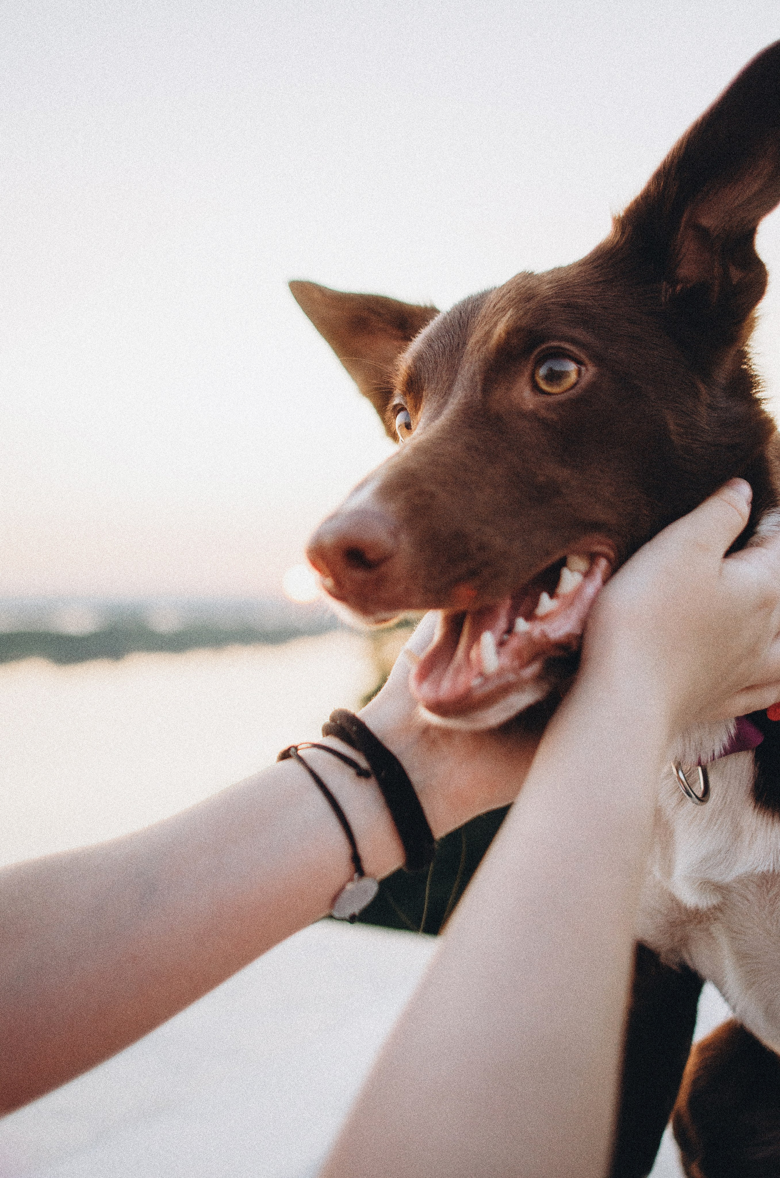 Вика и Эсса. Фотограф-анималист Богданова Полина