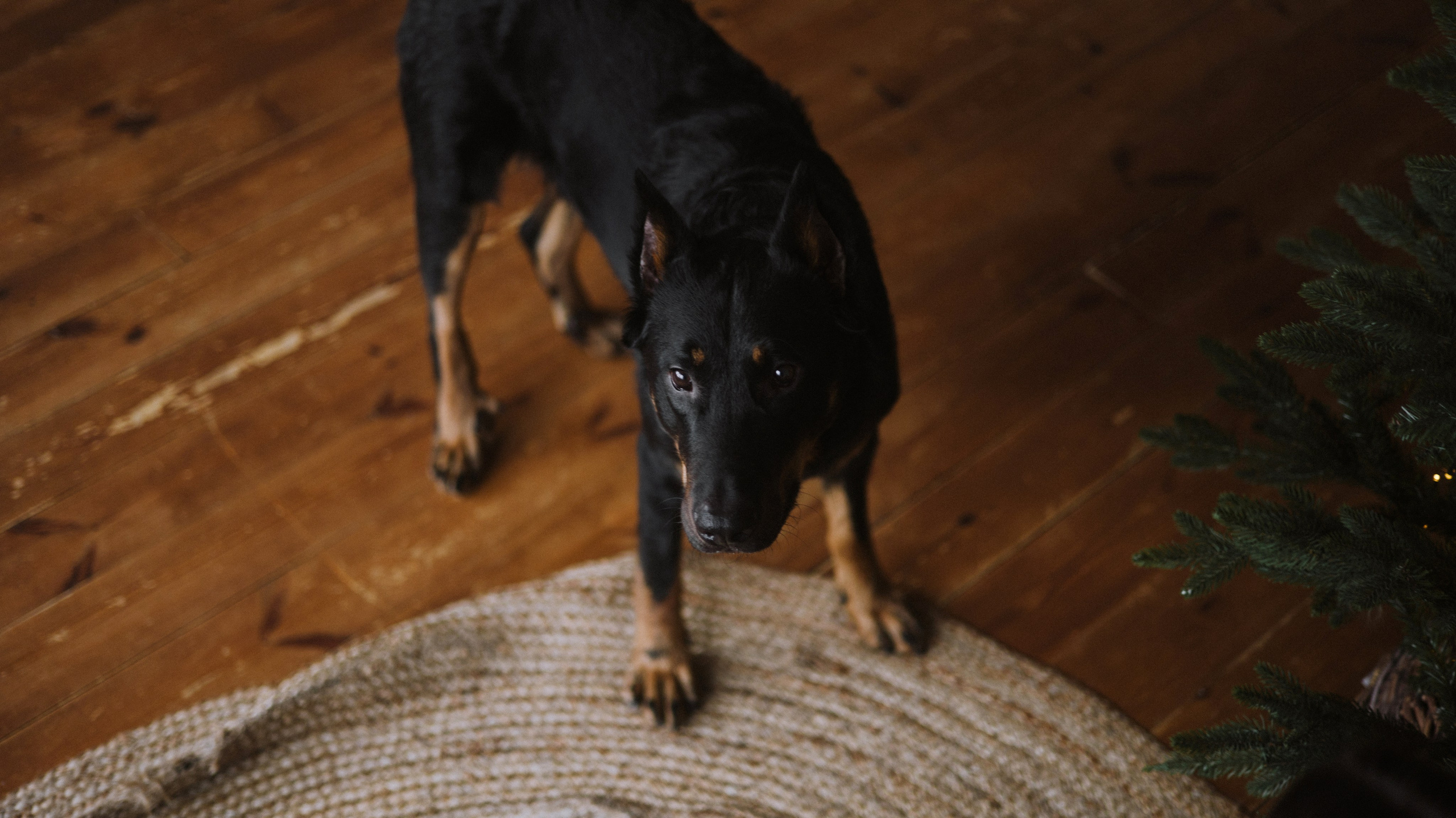 Полина и Зевс. Фотограф-анималист Богданова Полина