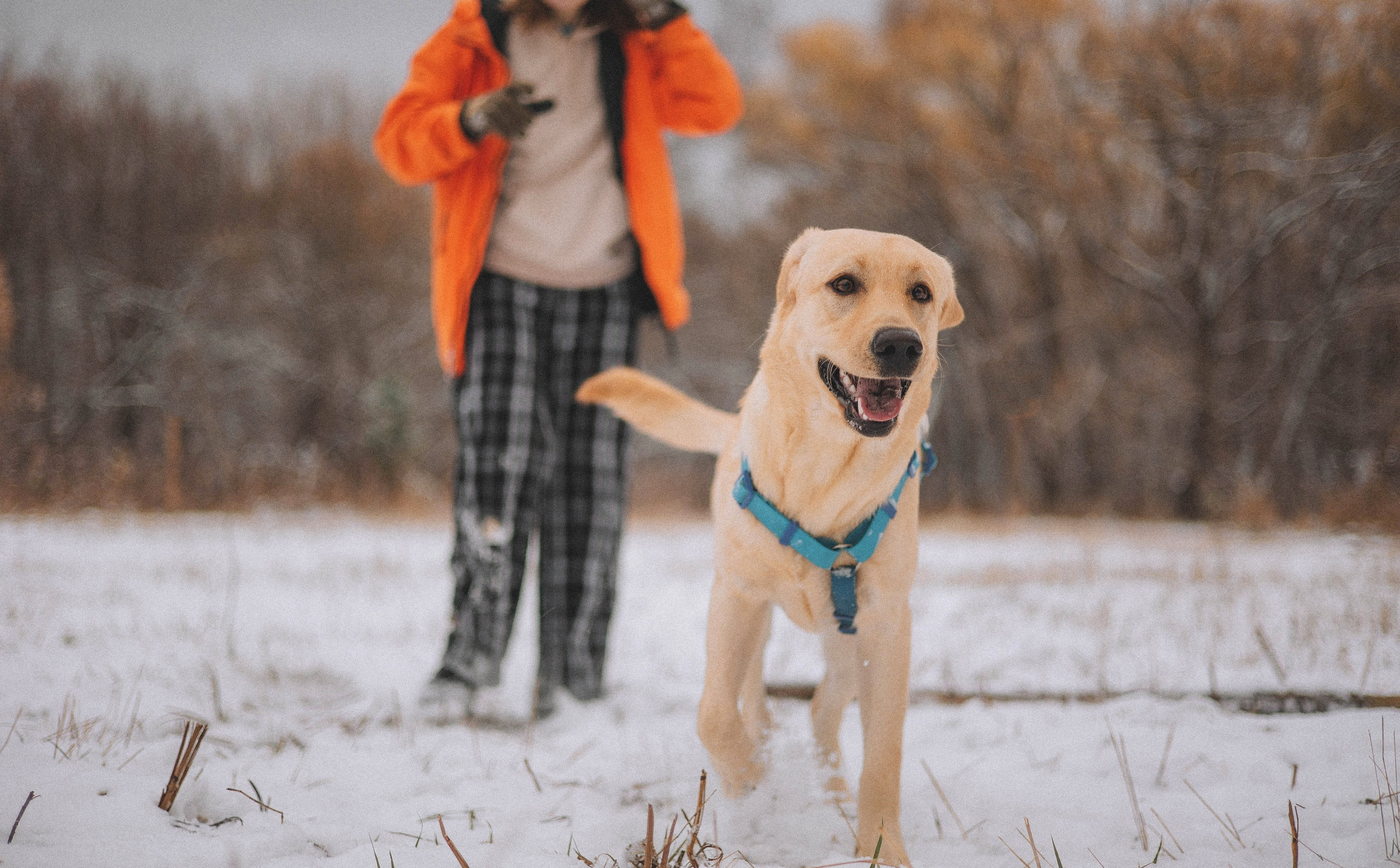 Маргарита и Варди. Фотограф-анималист Богданова Полина
