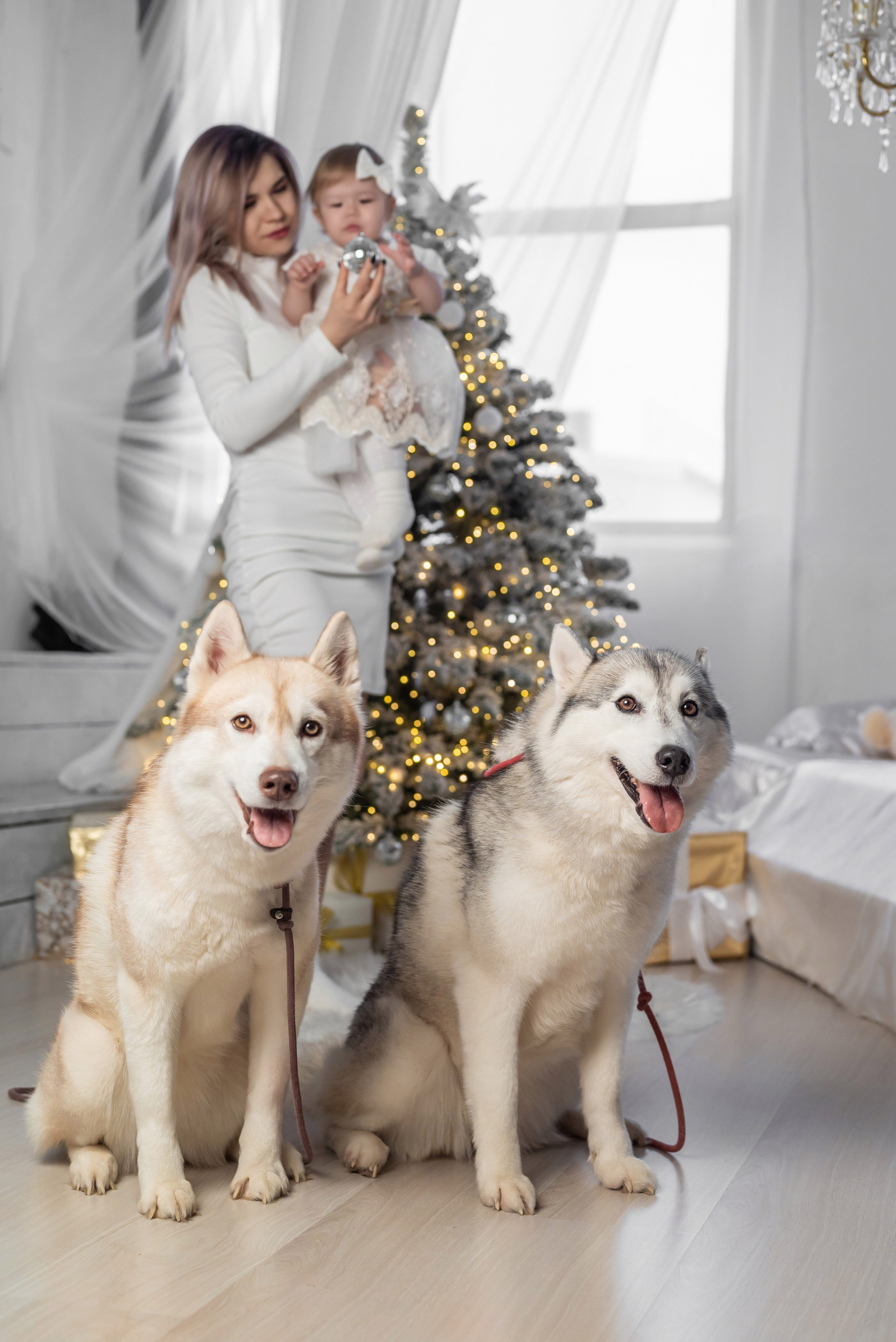 Фотопроект с хаски. Фотограф в городе Салават