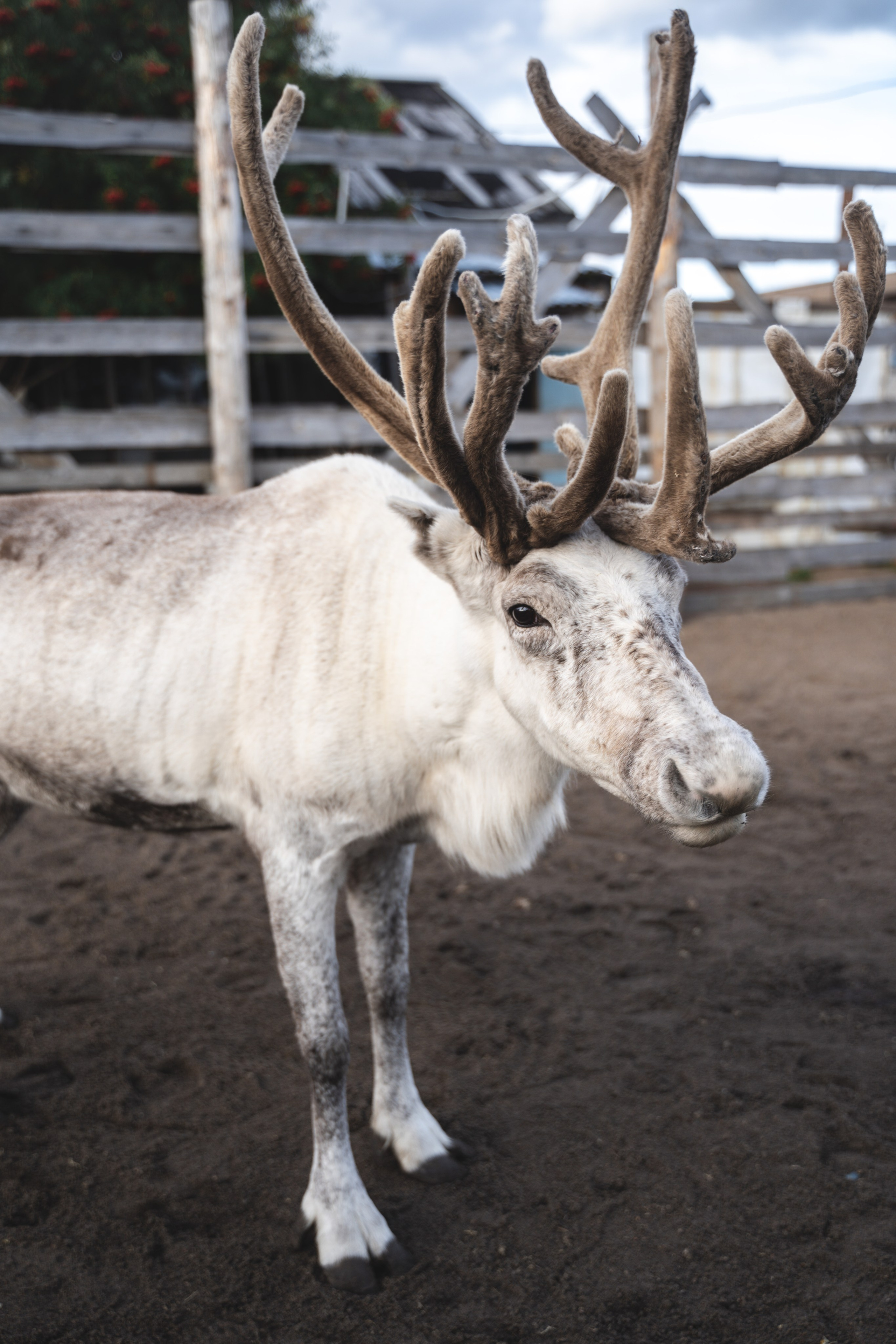 Териберка 2023. Фотограф Ольга Пучкова