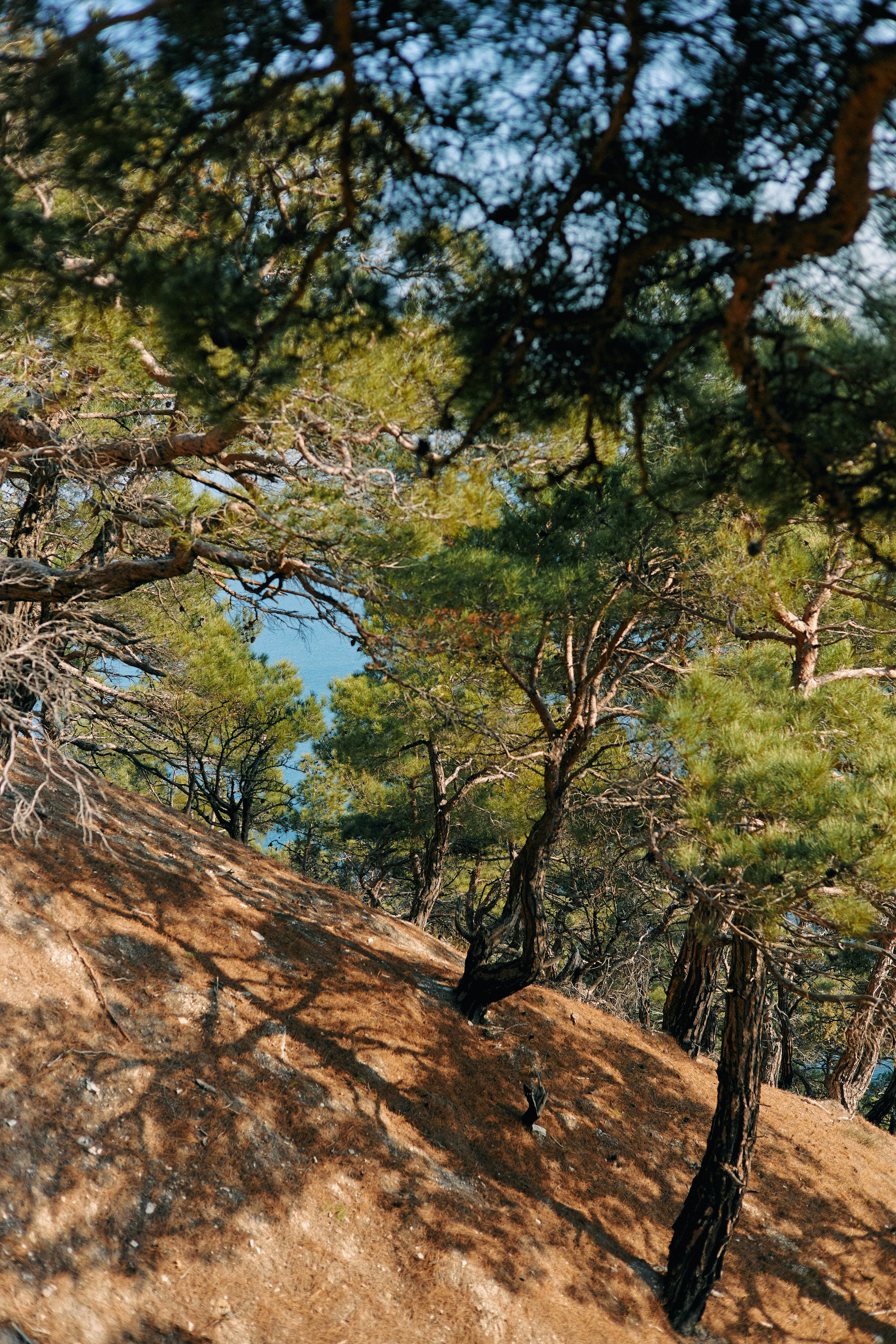 Юг России. Профессиональный Фотограф во Владимире, в Москве и в Суздале — Полина Романычева