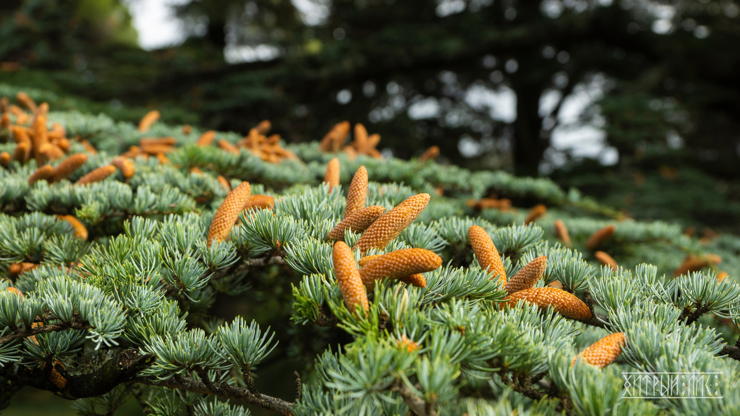 Крым. Фотограф-путешественник Самойлов Максим «Sly Fox»