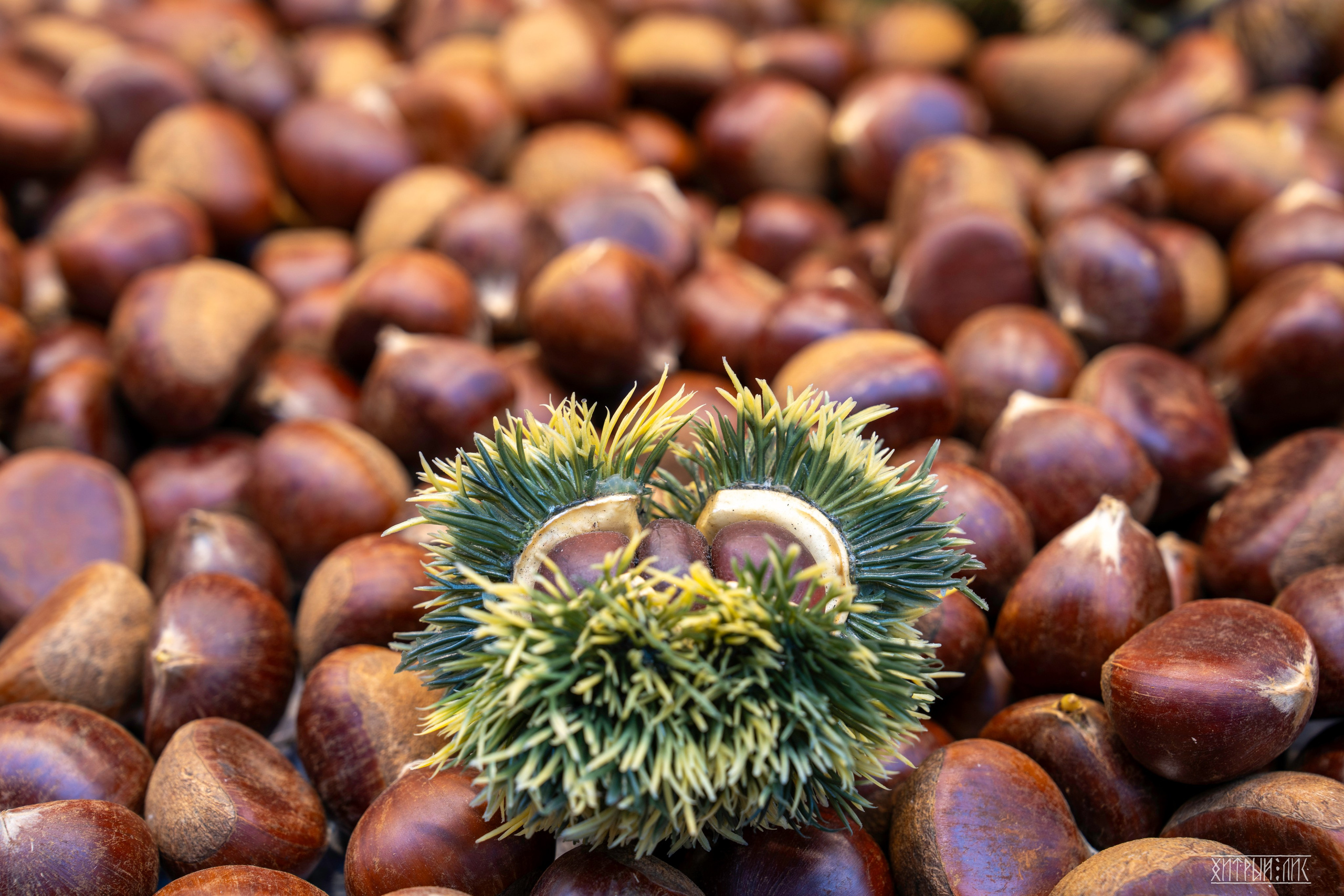 Южная Корея. Фотограф-путешественник Самойлов Максим «Sly Fox»