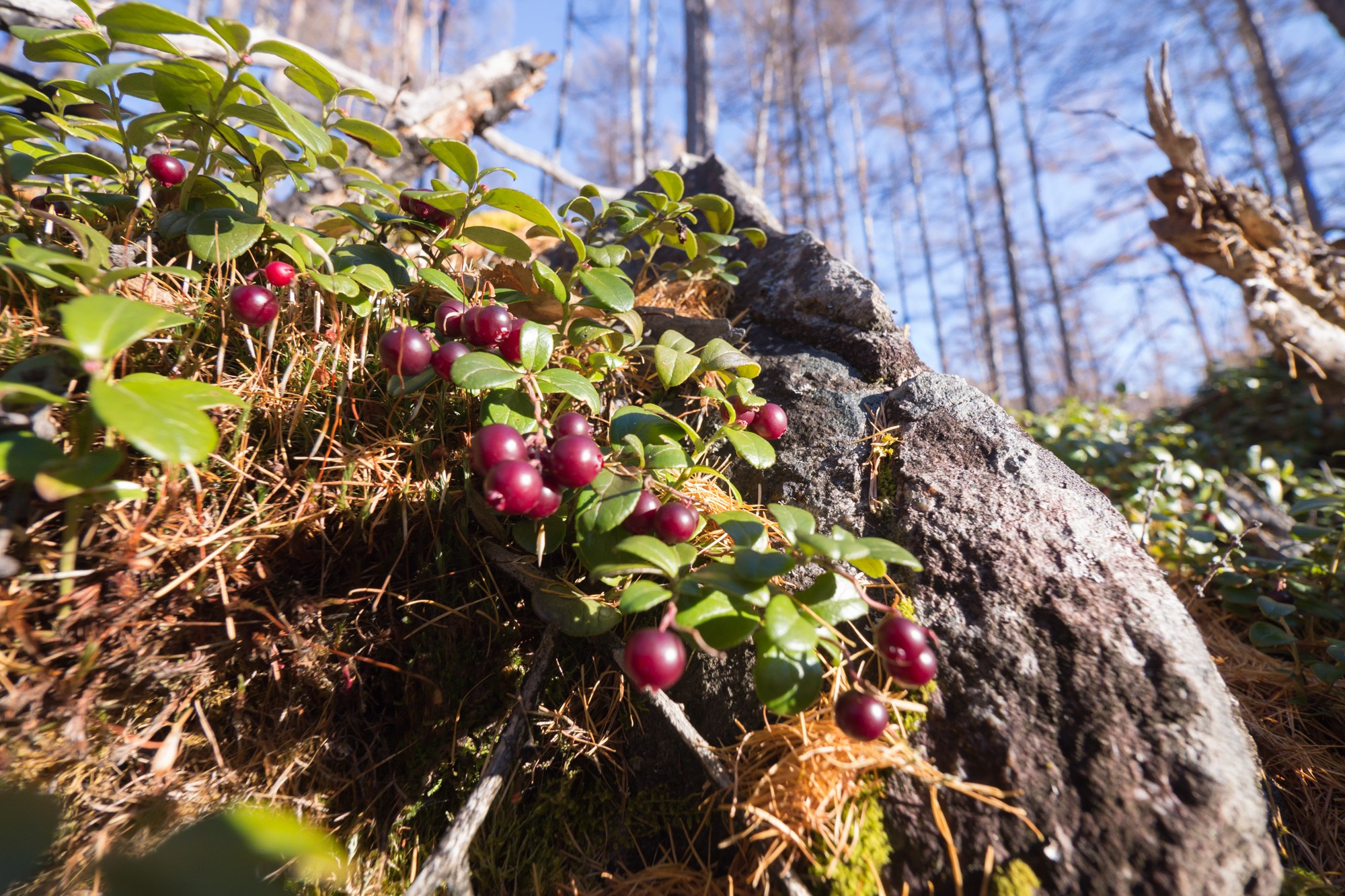 Якутия. Фотограф Алексей Скоробогатько