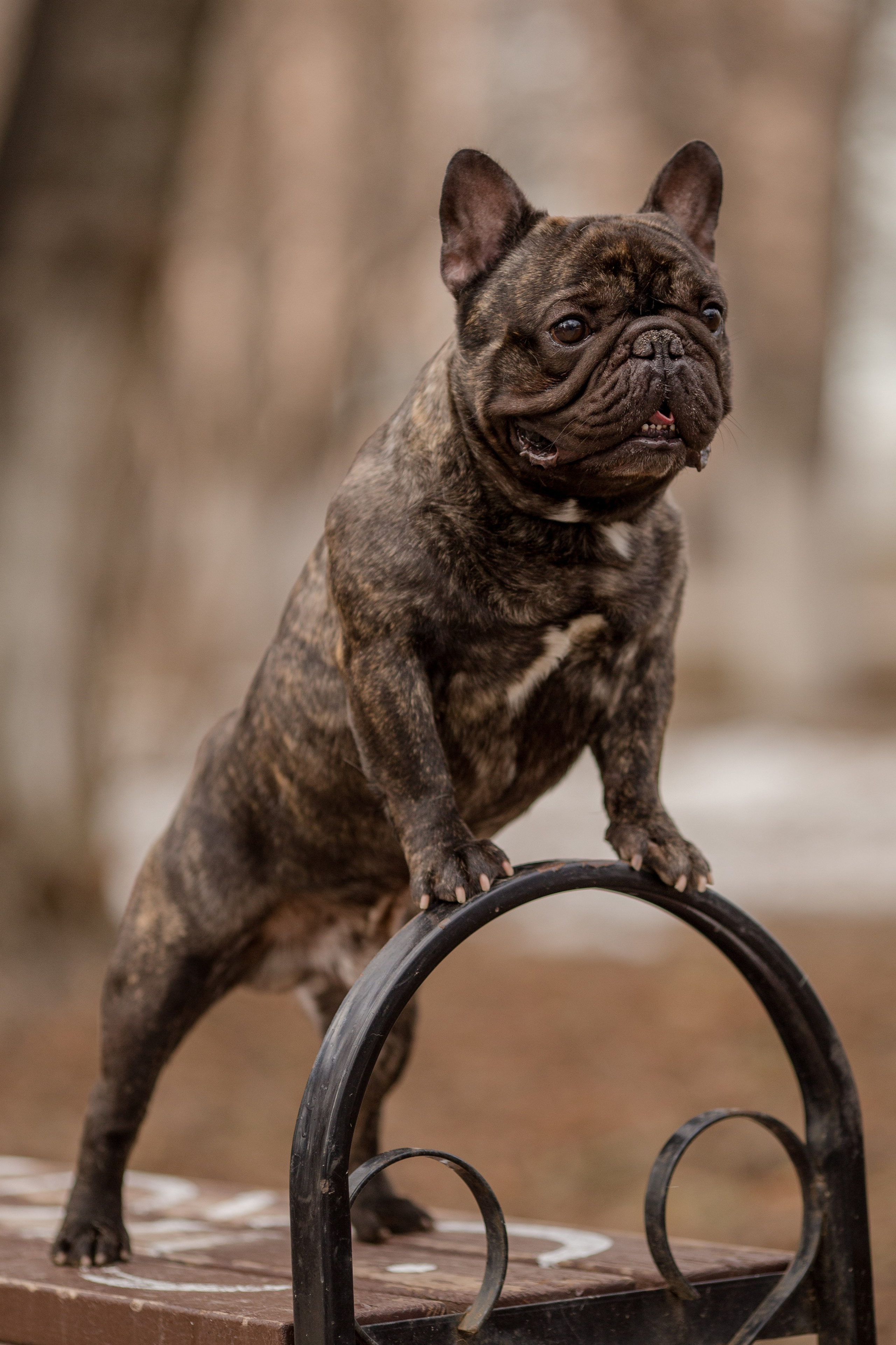 Фото французского бульдога