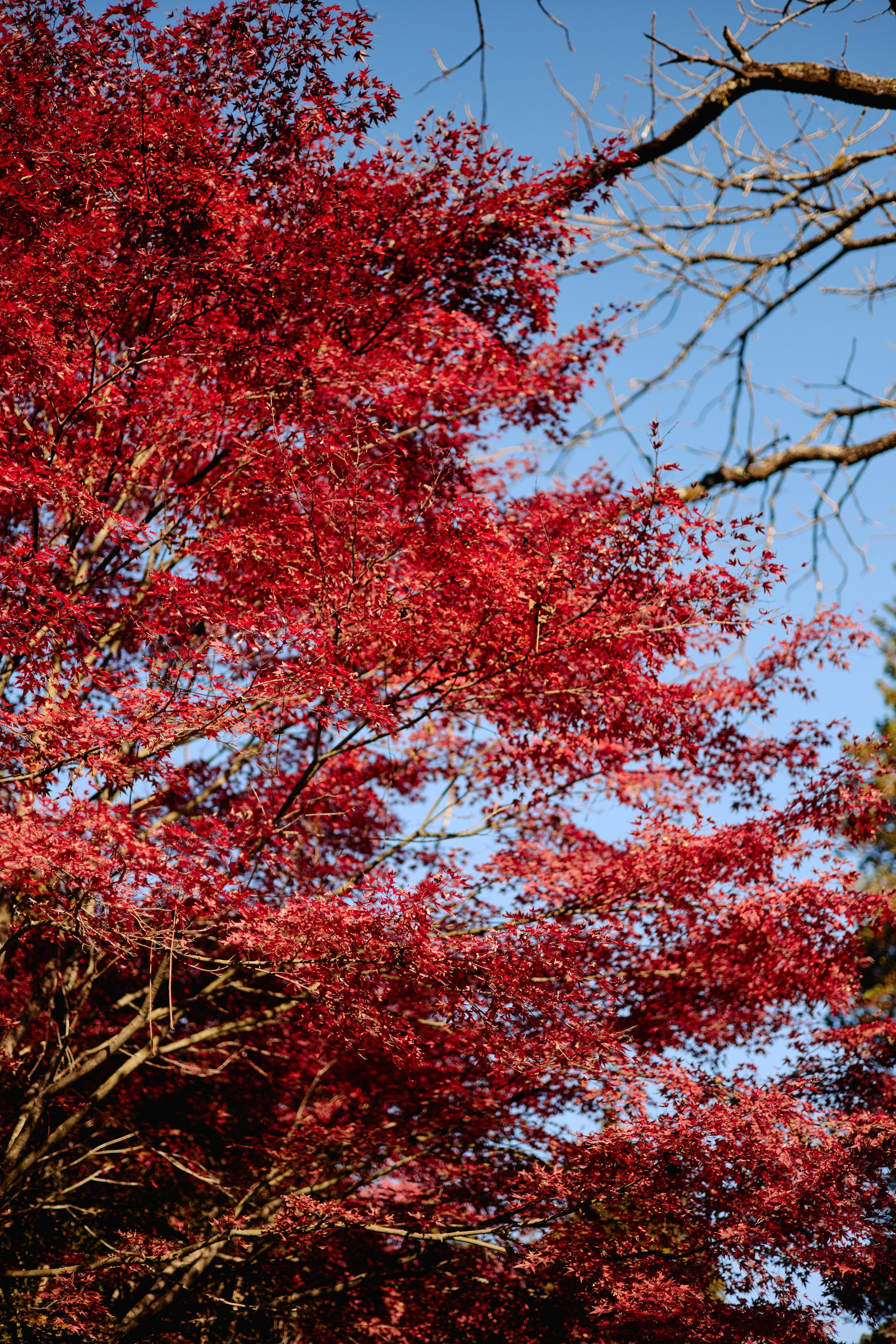 Япония. Профессиональный Фотограф во Владимире, в Москве и в Суздале — Полина Романычева