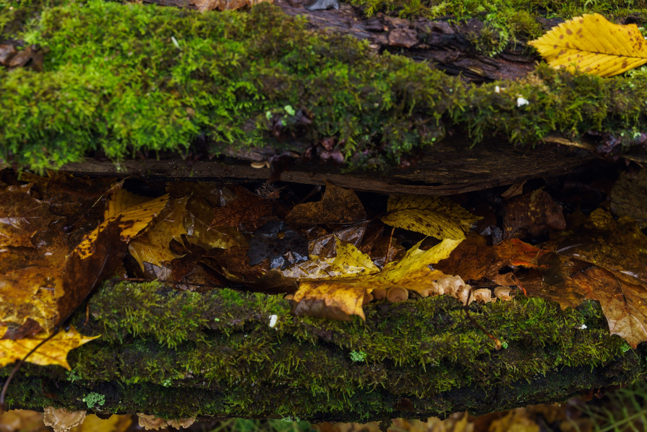 Фотографии Трейл Кутузов 2025. Фотограф спортивные события, недвижимость, турбизнес