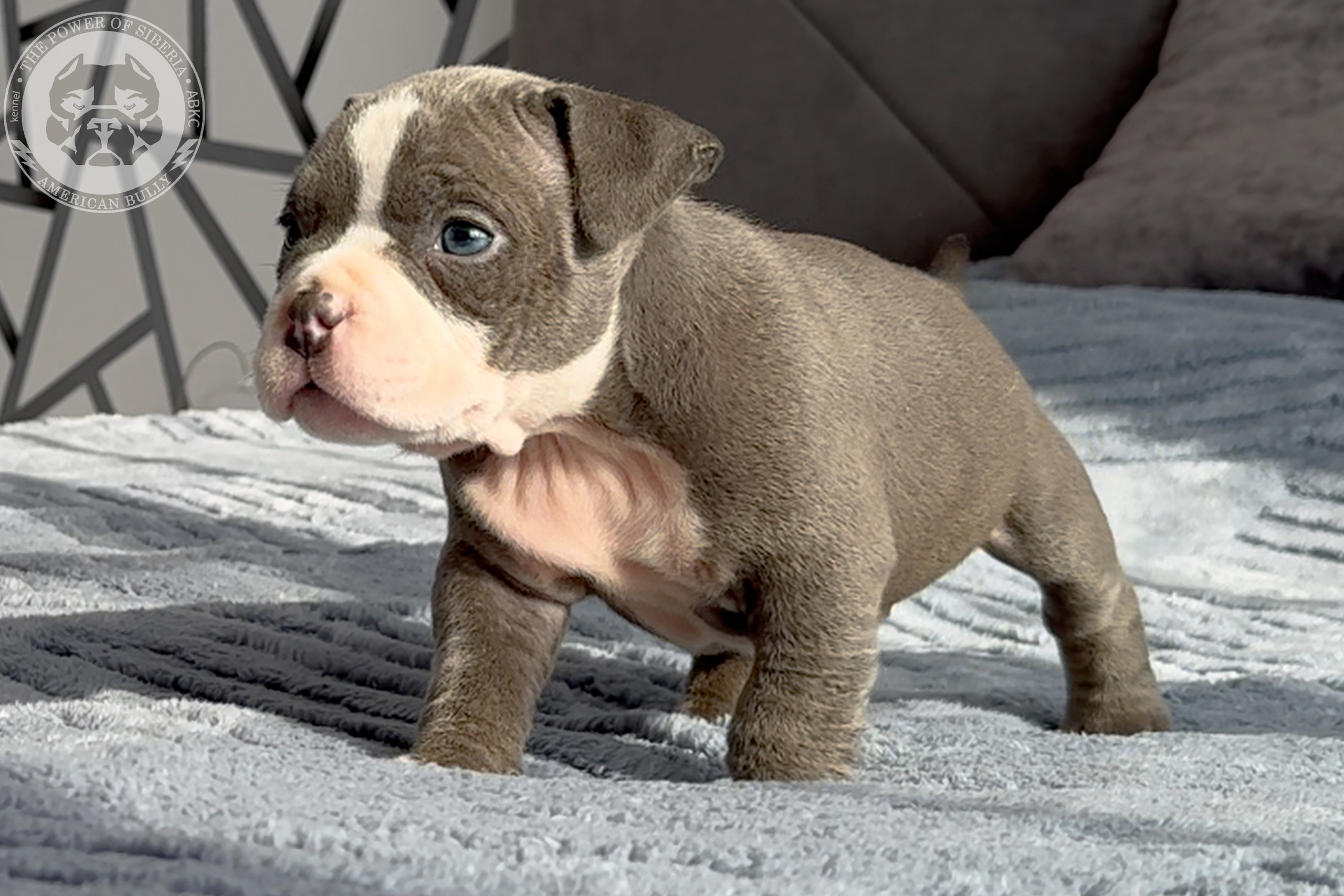 Свободные щенки Американский Булли стандарт и Свободные щенки Американский Булли классик. Американский Булли в г. Ростов-на-Дону. Питомник THE POWER OF SIBERIA