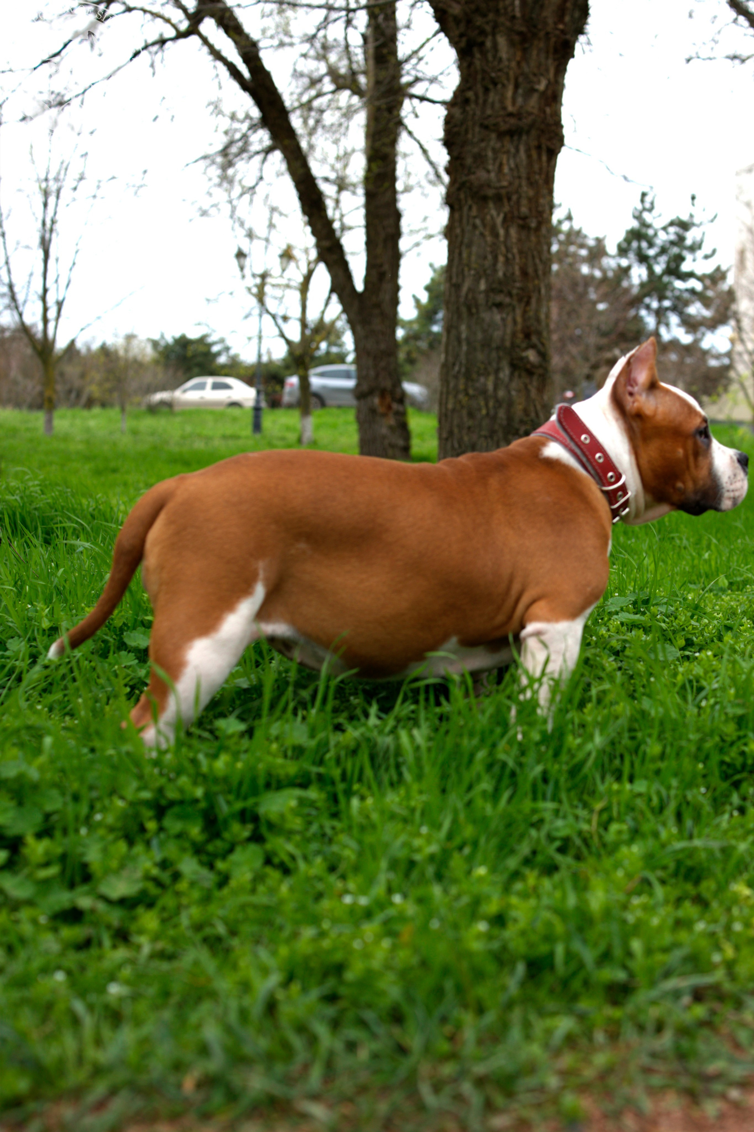 Свободные щенки Американский Булли, в типах покет, классик, стандарт. Американский Булли в г. Ростов-на-Дону. Питомник THE POWER OF SIBERIA