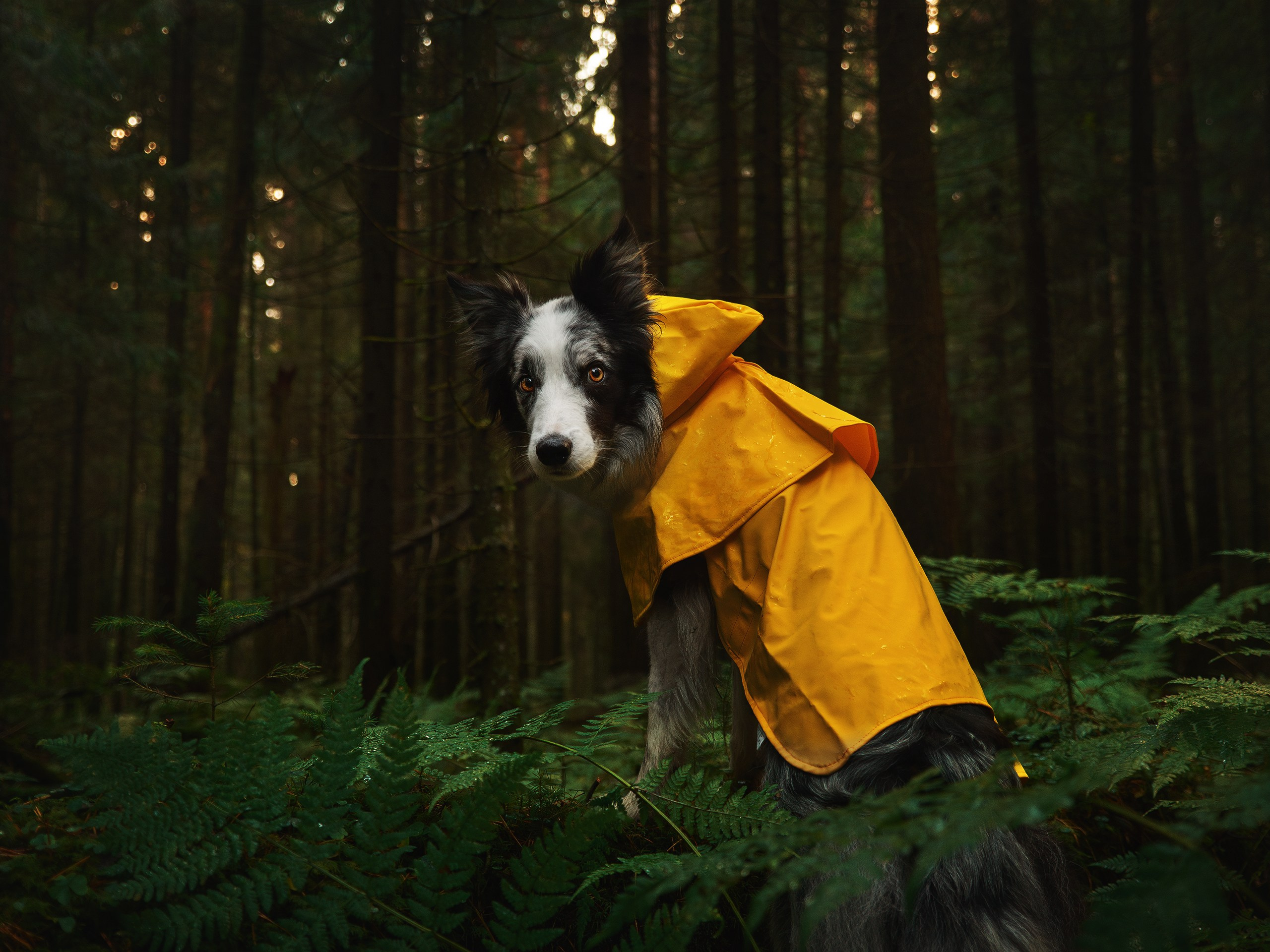 Папоротник. Фотограф анималист Никита Натальный