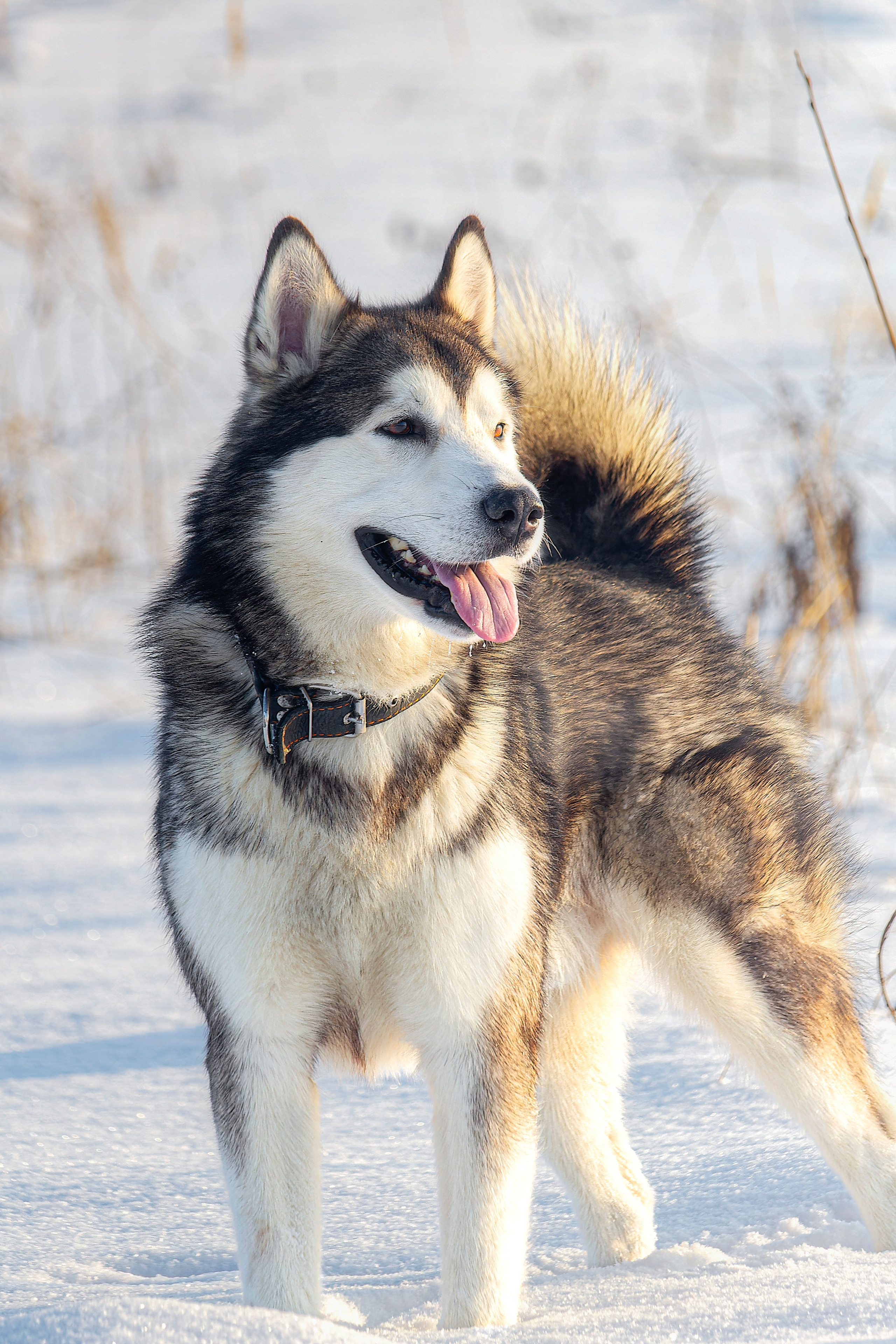 Мои маламуты.Ярик. Лев Постнов.Фотограф. Нижний Новгород