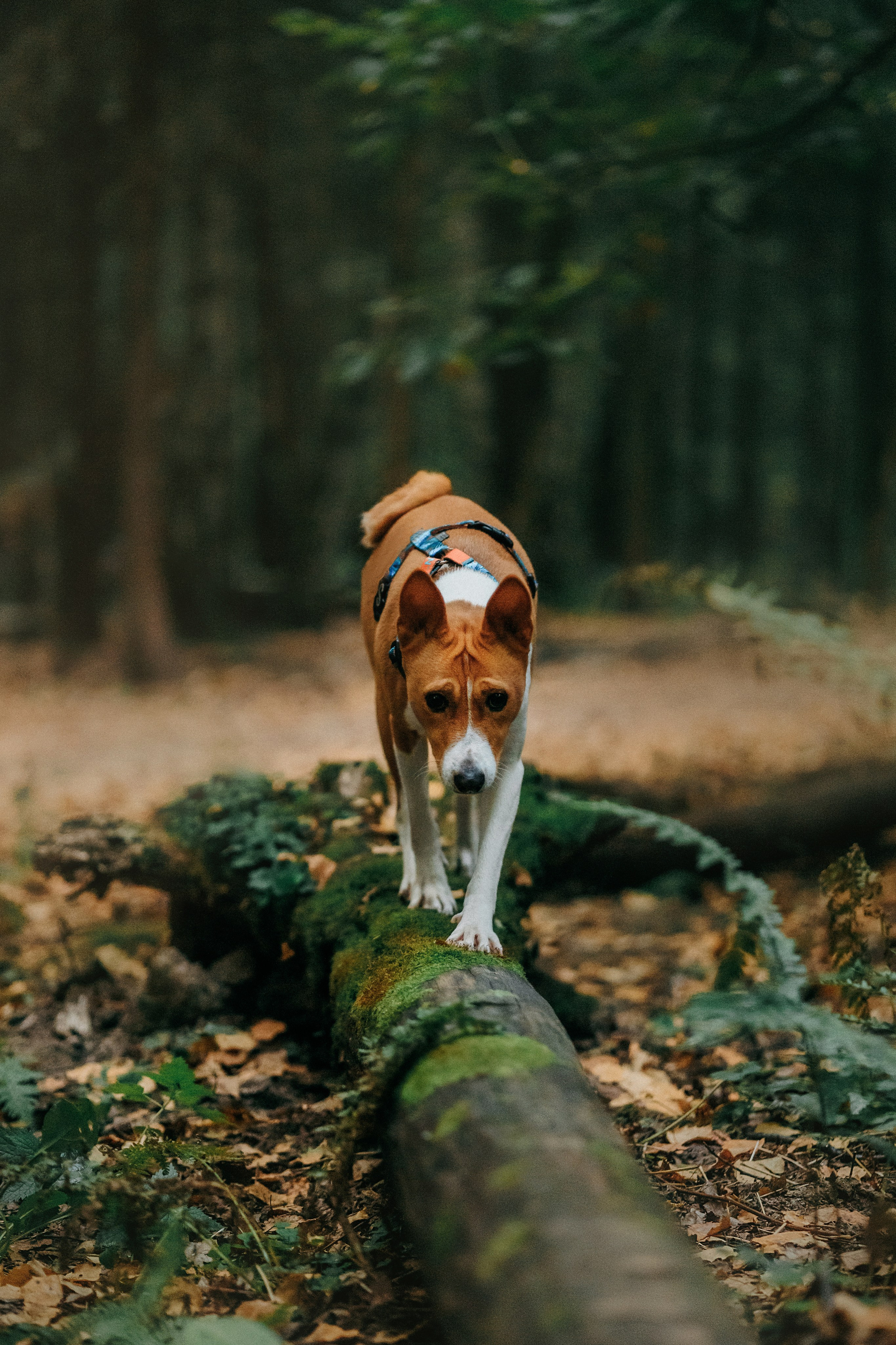 Лена и Джин. Фотограф-анималист Елена Радченко, Москва