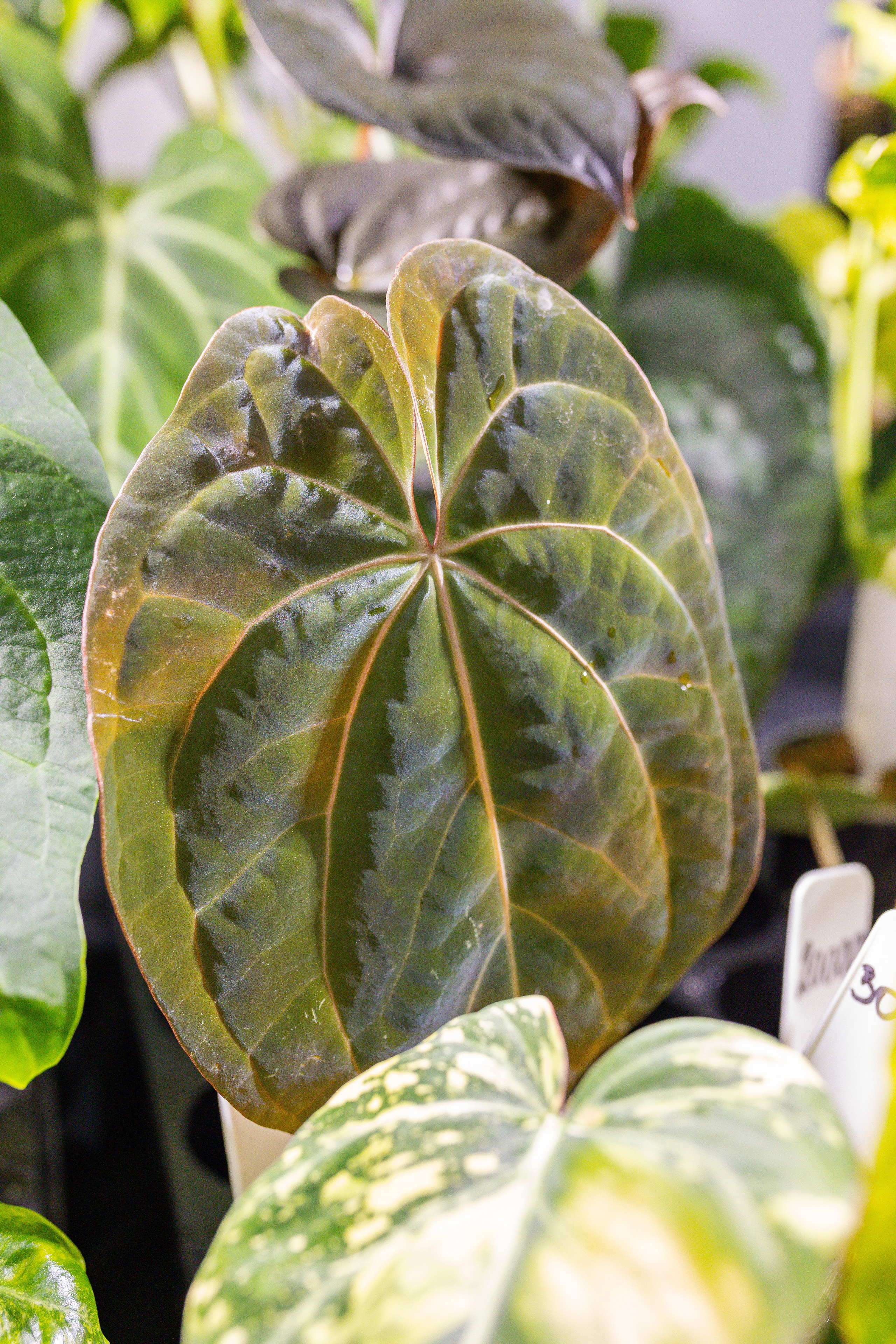 Орхидиум 12.2025. Александра Куликова фотограф, Москва