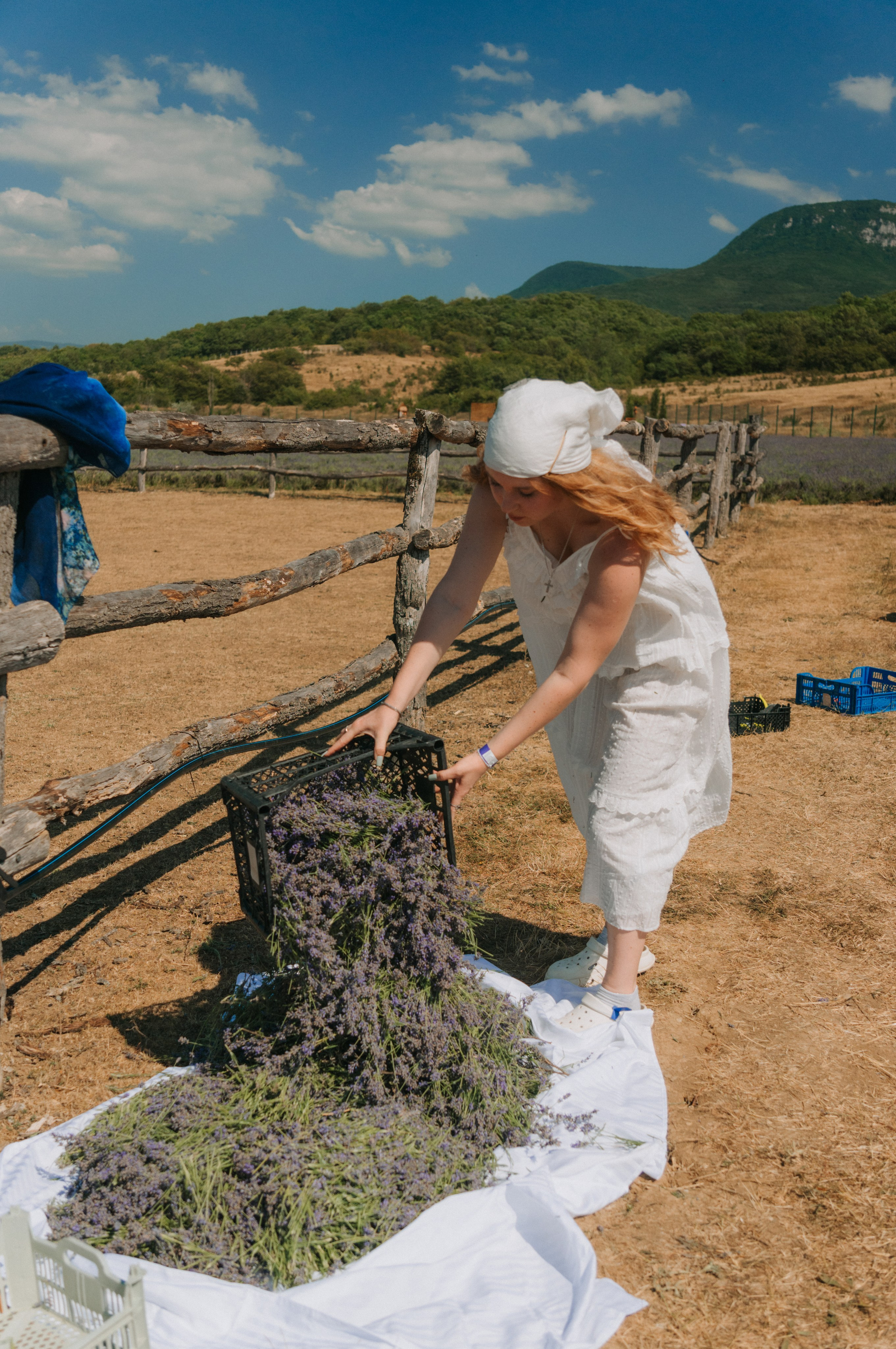 Сбор урожая | лавандовая ферма Viva Lavanda. Обо мне