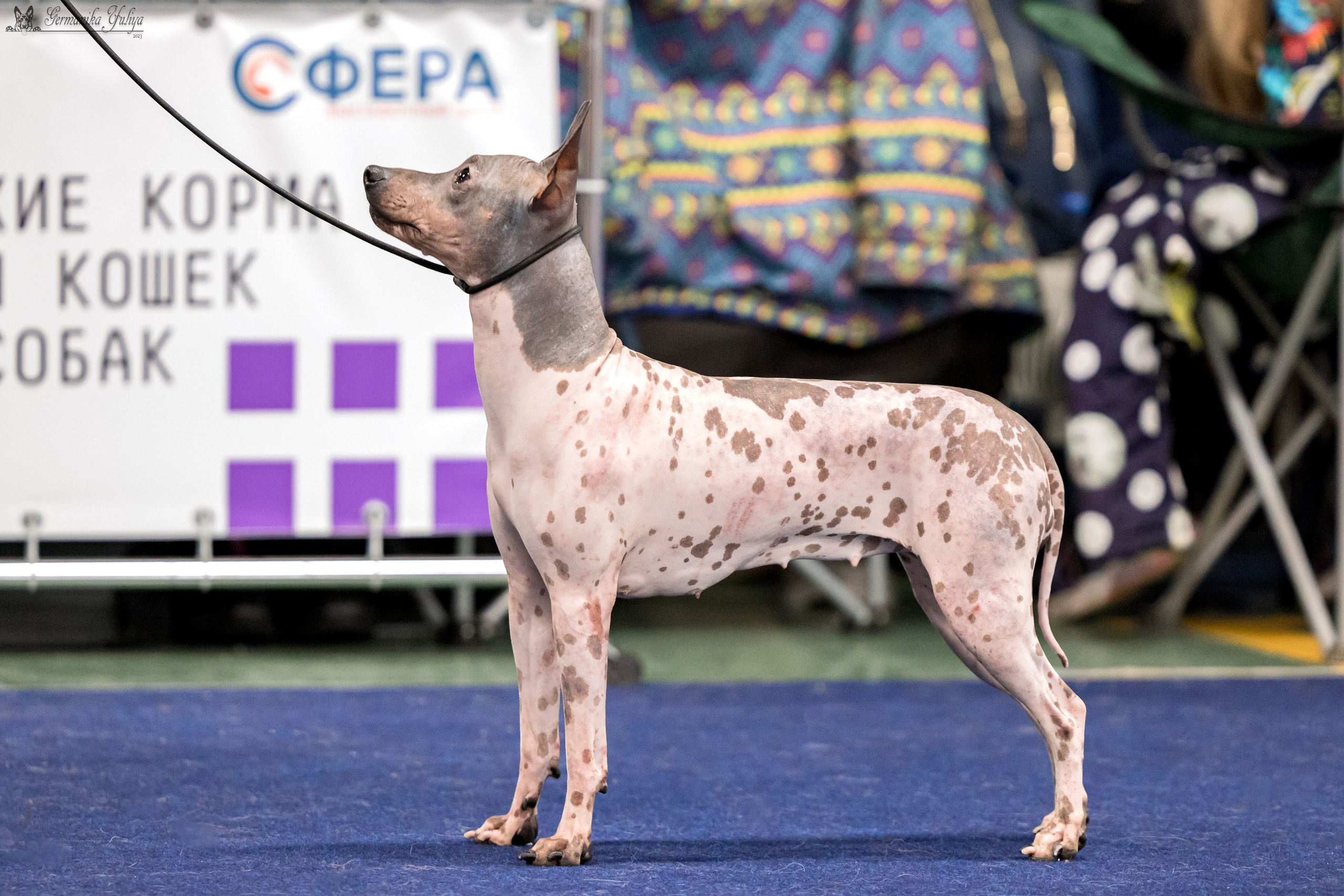 Сфера 29.10,Крокус 4.11,Сфера 12.11.2023. Фотограф-анималист Юлия Германика