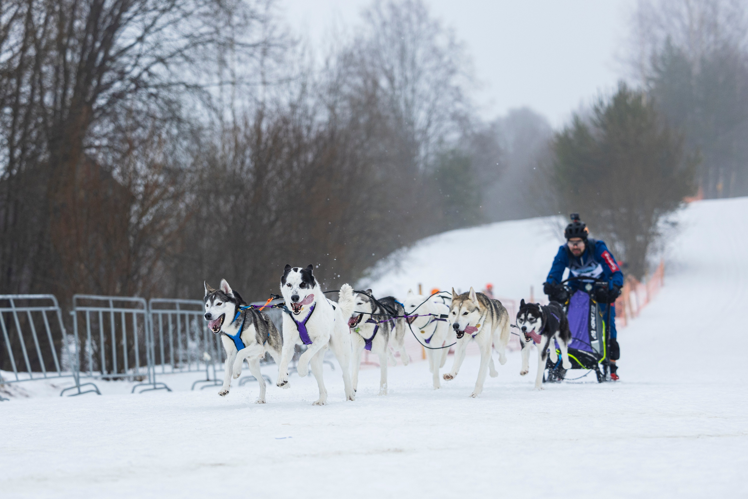 Зимний Чемпионат Санкт-Петербурга по ездовому спорту. Фотограф-анималист Анна Маринич