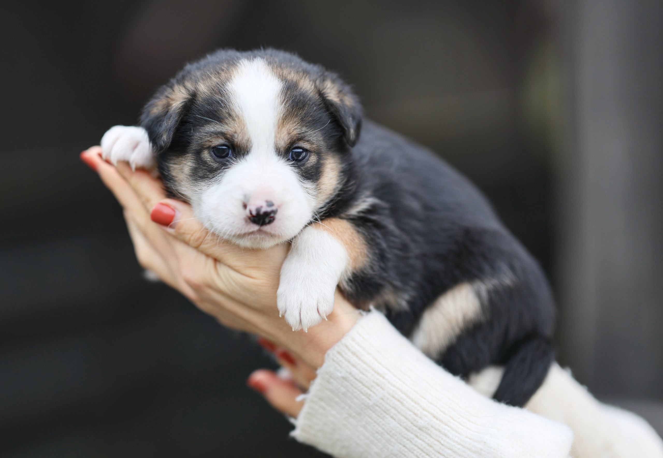 Щенки. Фотограф Максим Татаринов
