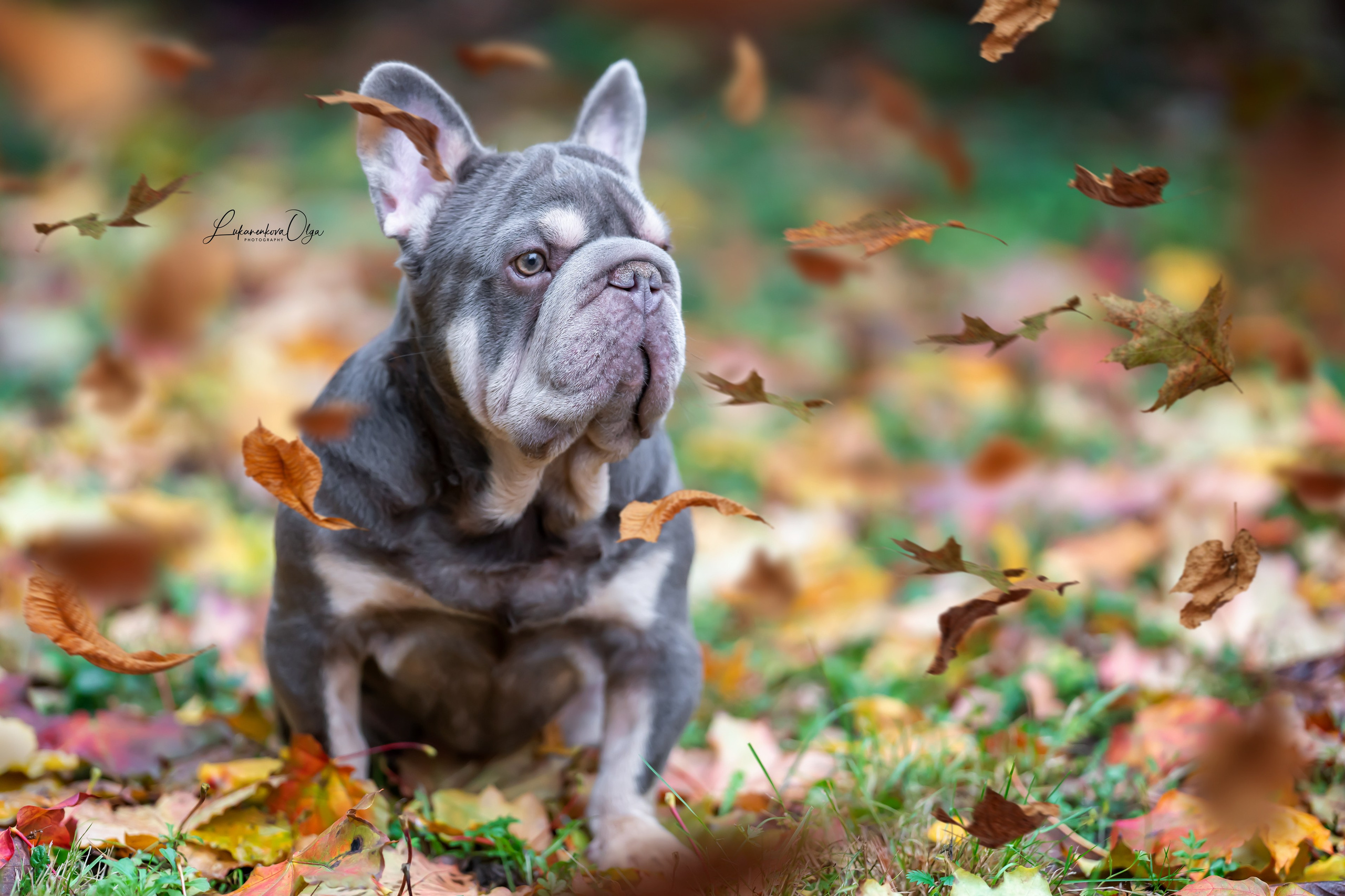 Бульдоги. Фотограф анималист Ольга Луканенкова в Москве