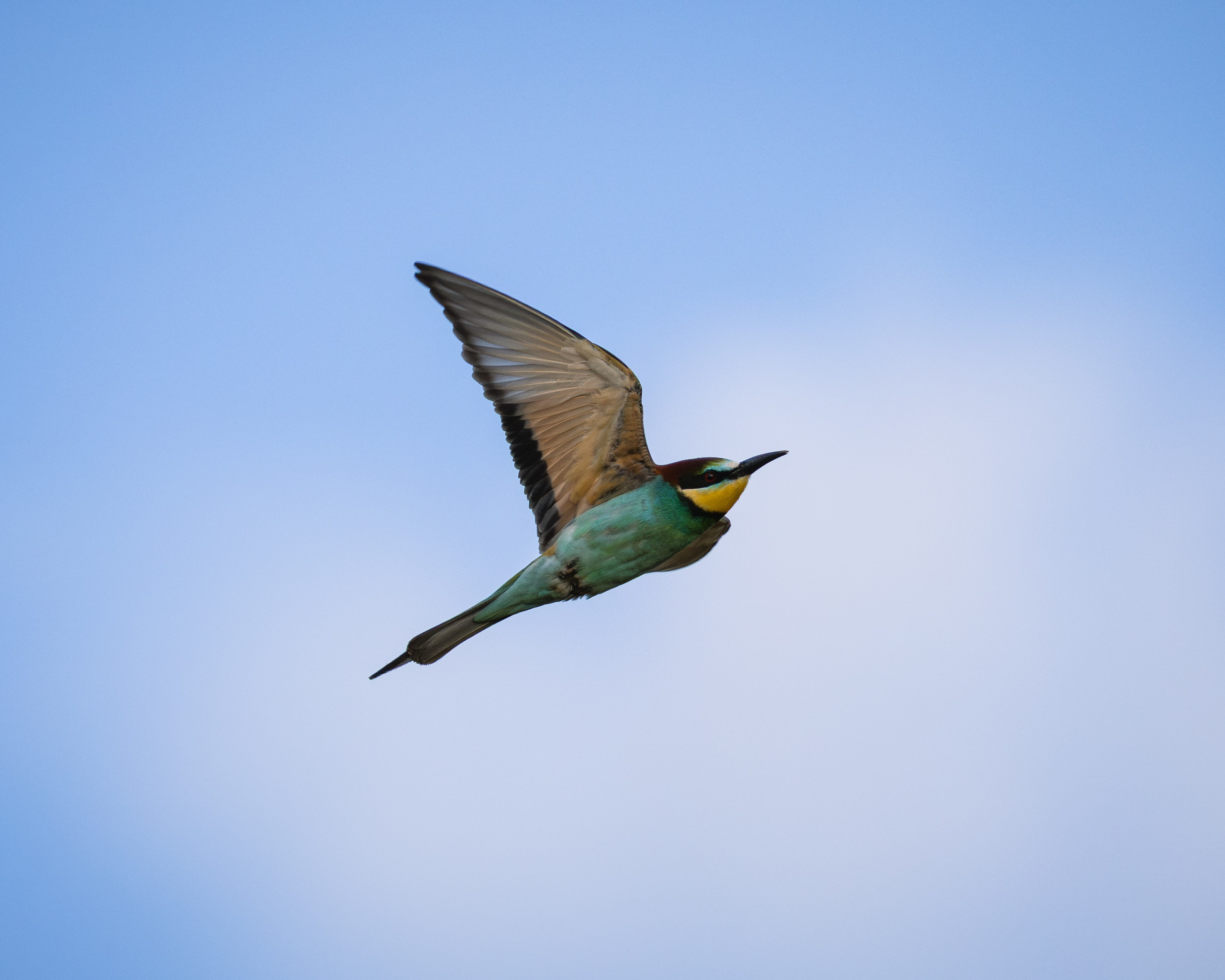 Voronezh 2026. Anton Chernov | Wildlife photographer