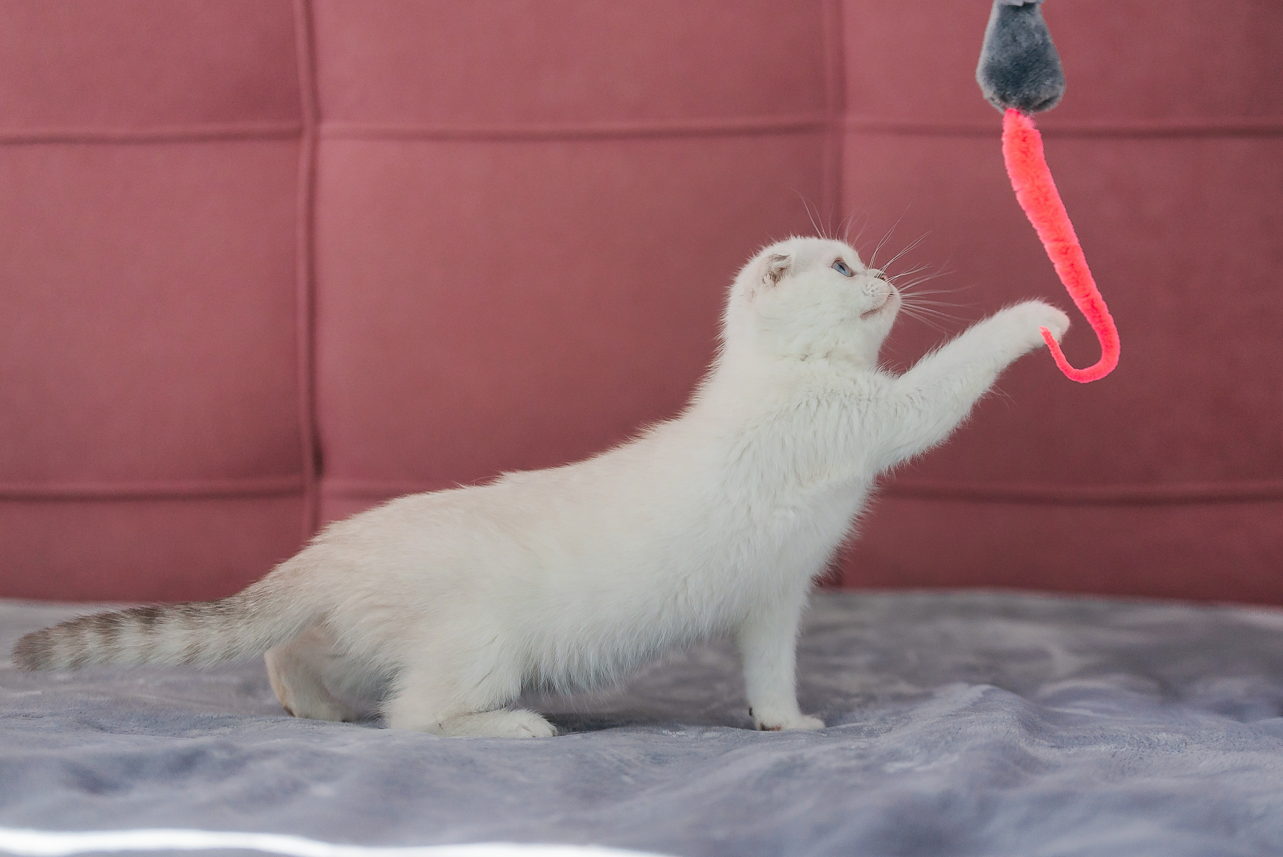 Питомец в кадре. Фотограф-анималист Анастасия Парфенова|Екатеринбург