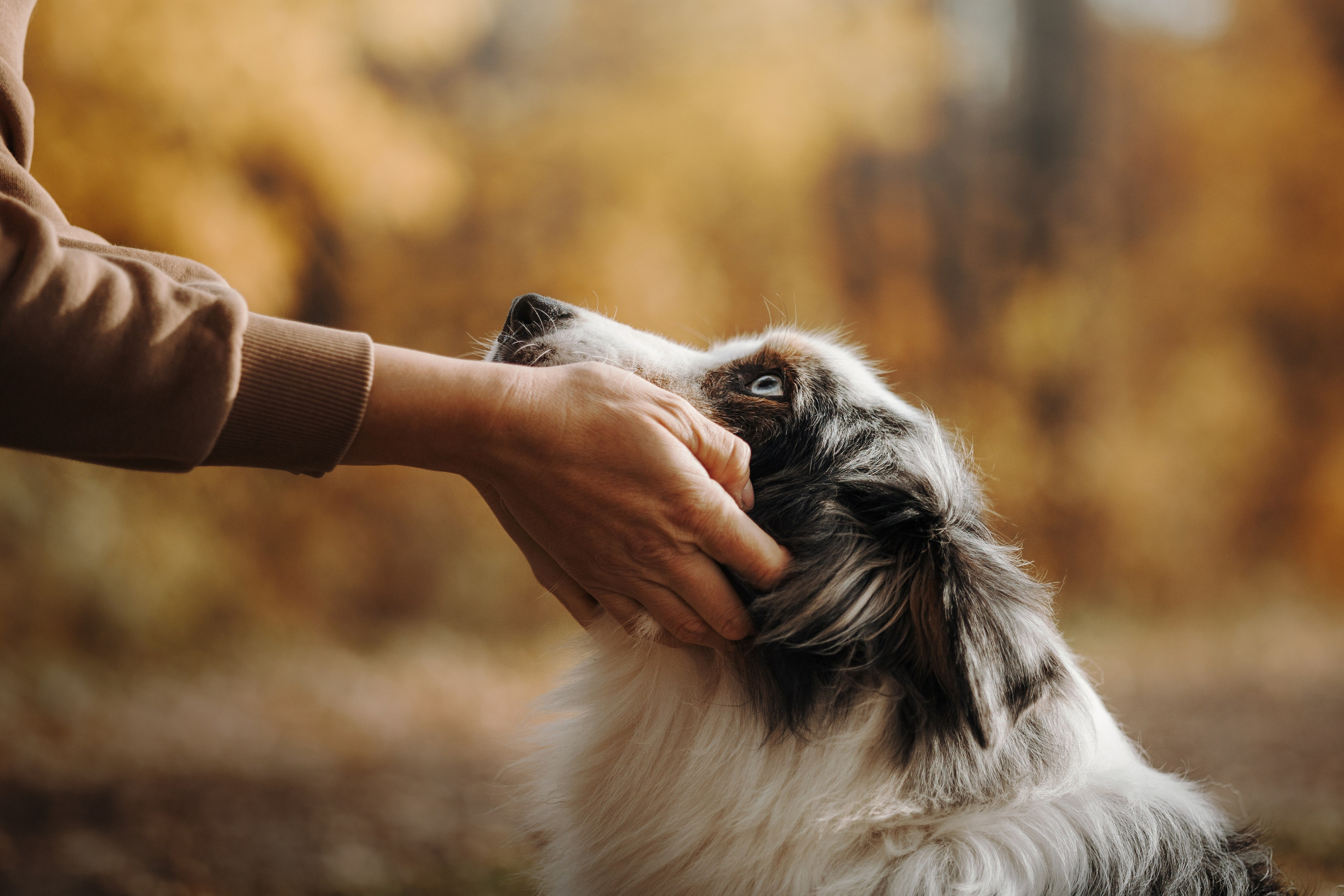Бэстик и Ирина. Фотограф — Анималист | Санкт-Петербург