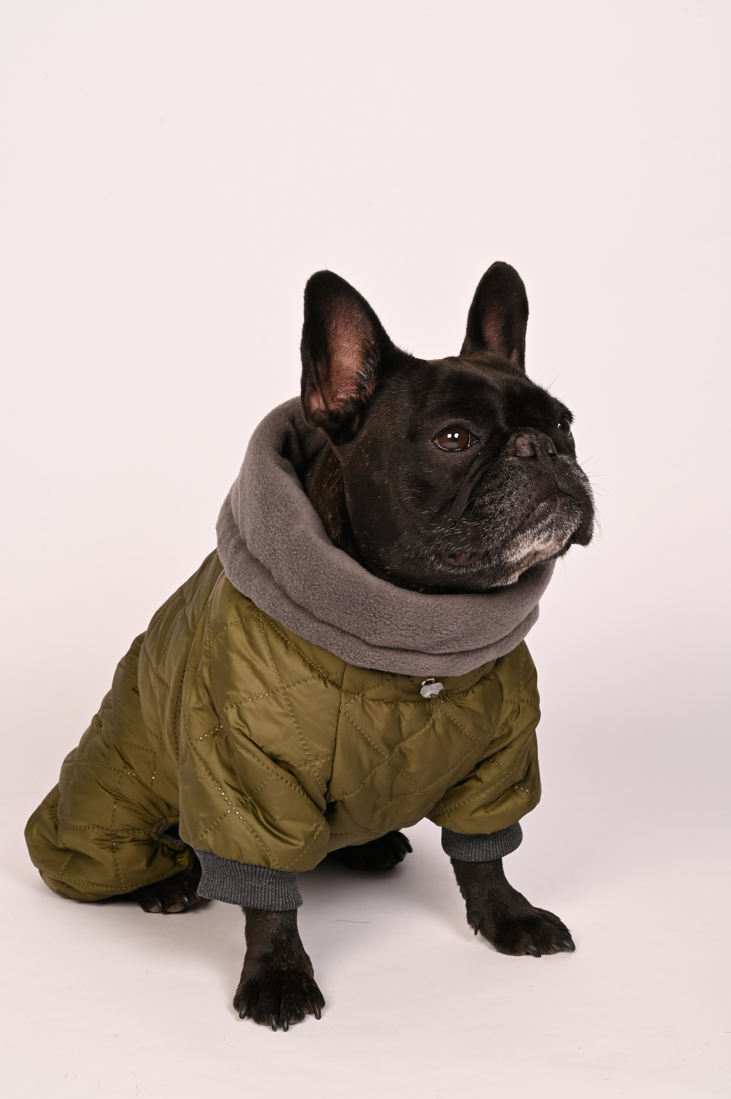 Одежда для собак. Семейный и детский фотограф во Фрязино, Ивантеевке и Щелково Матвеева