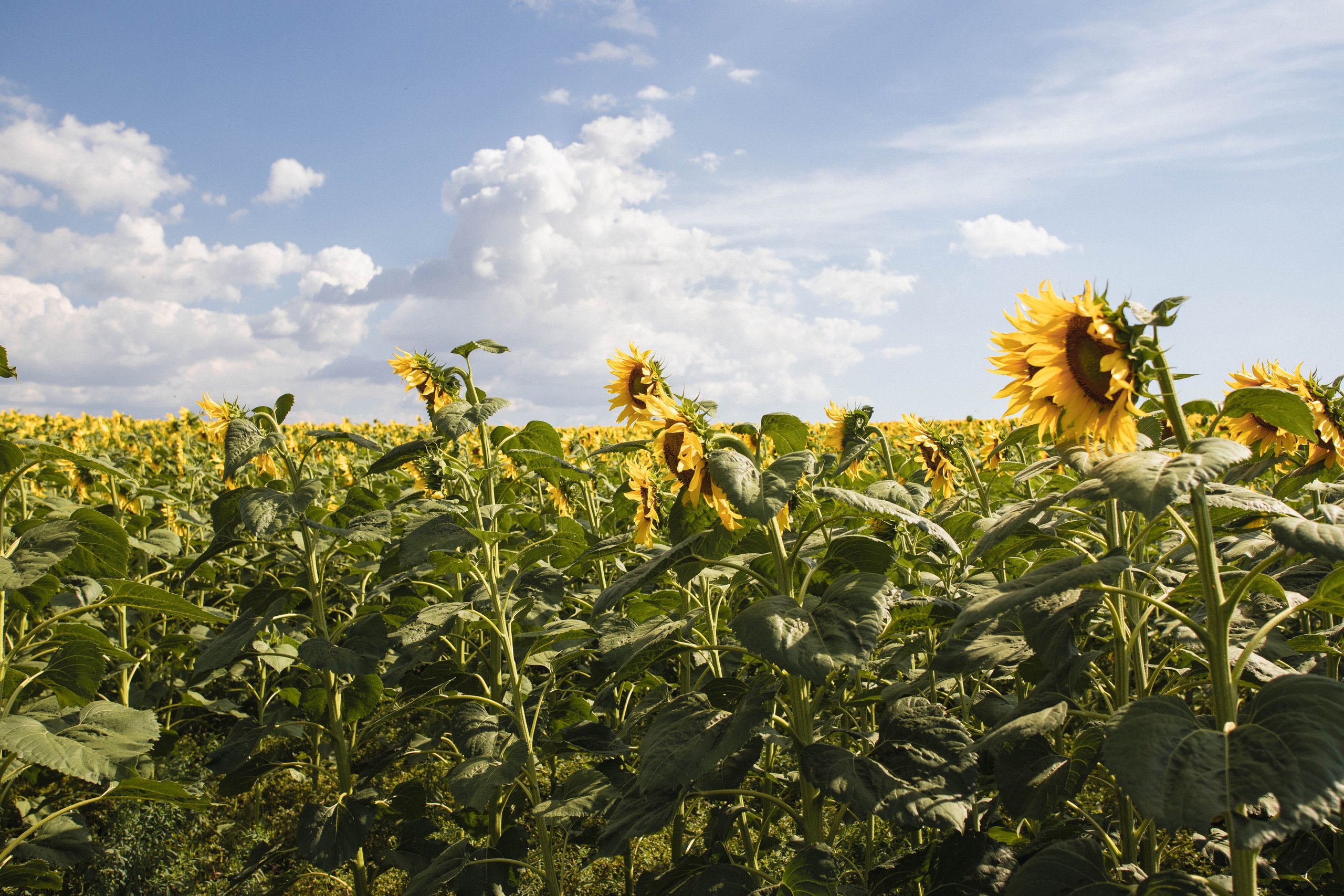 Nature. Артем Корнев Фотограф