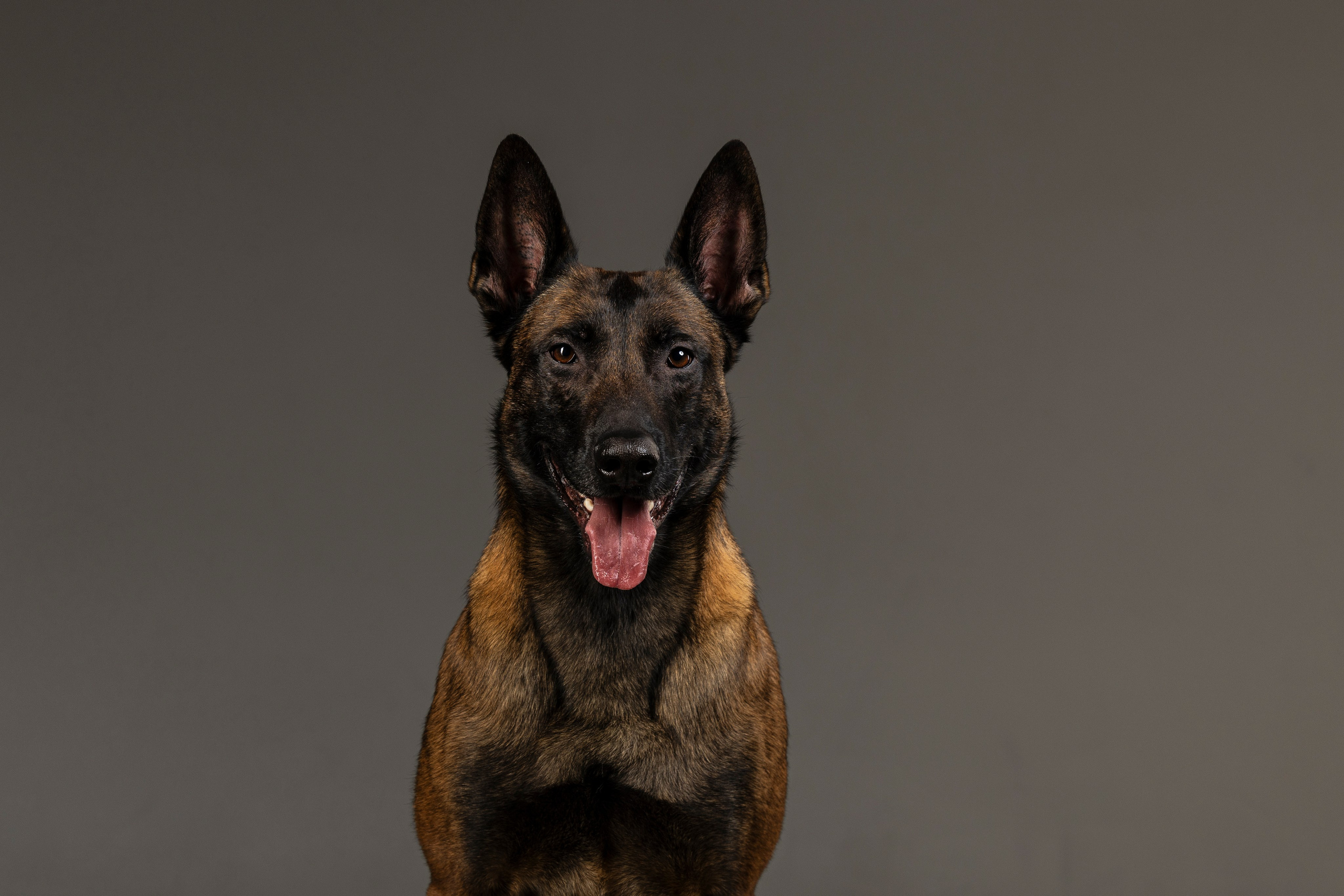 Студия. Фотограф-анималист Анна Маринич