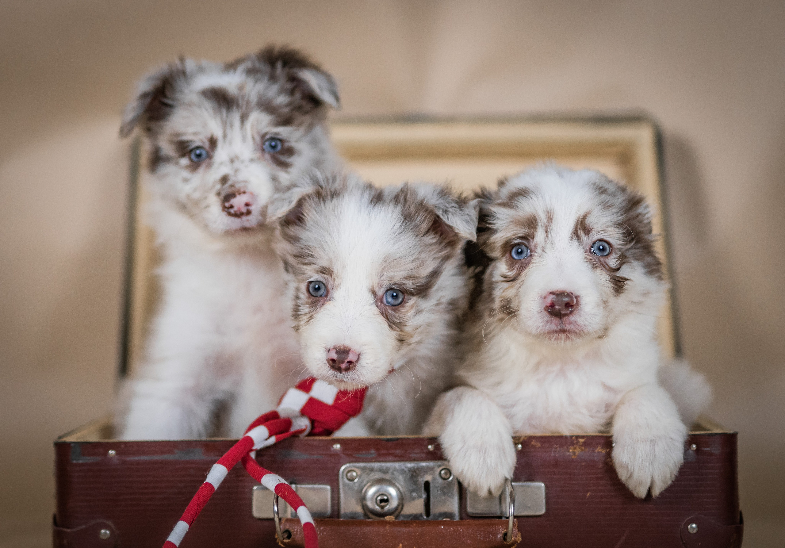 Фритсвит. Семейный фотограф Ефремова Виктория