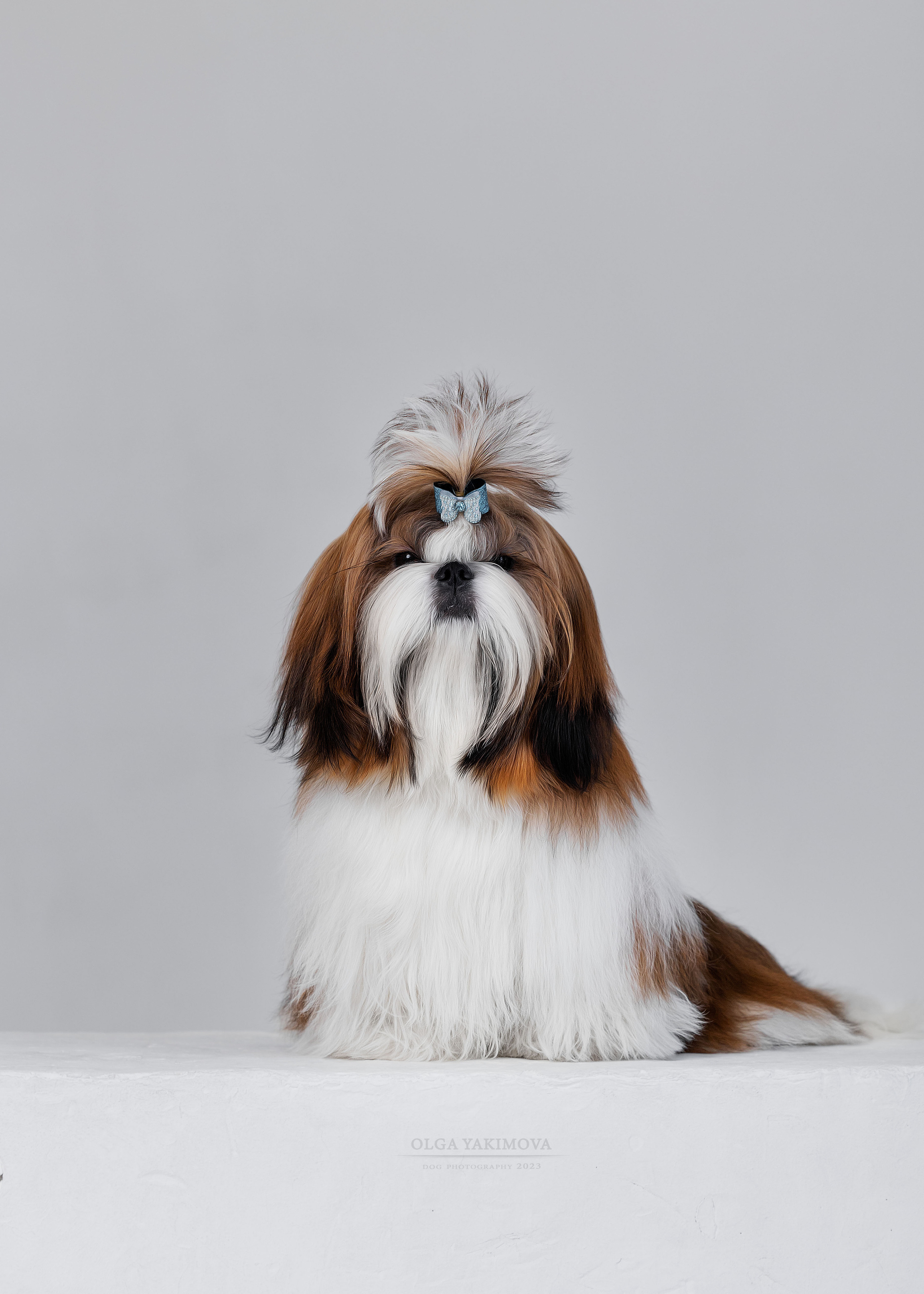Ши-тцу. Фотограф