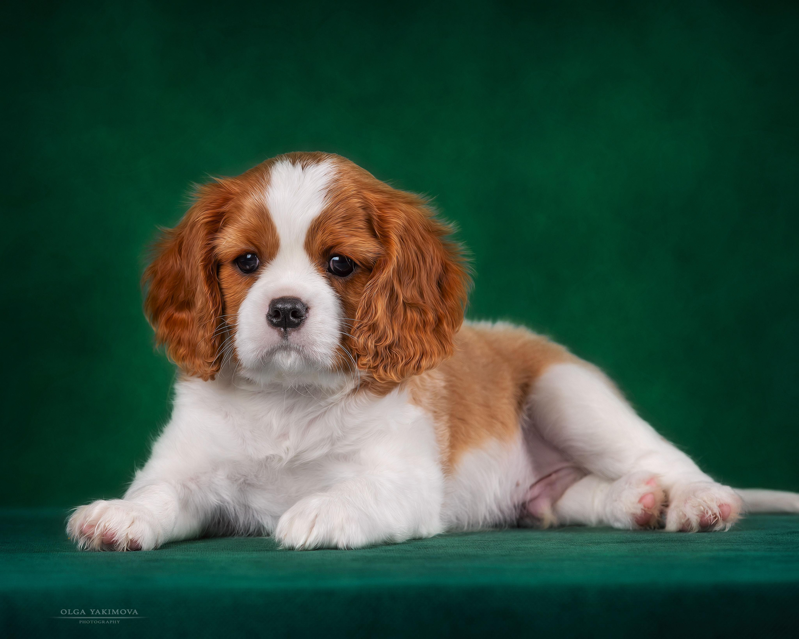 Фотограф на выставке, фотограф анималист