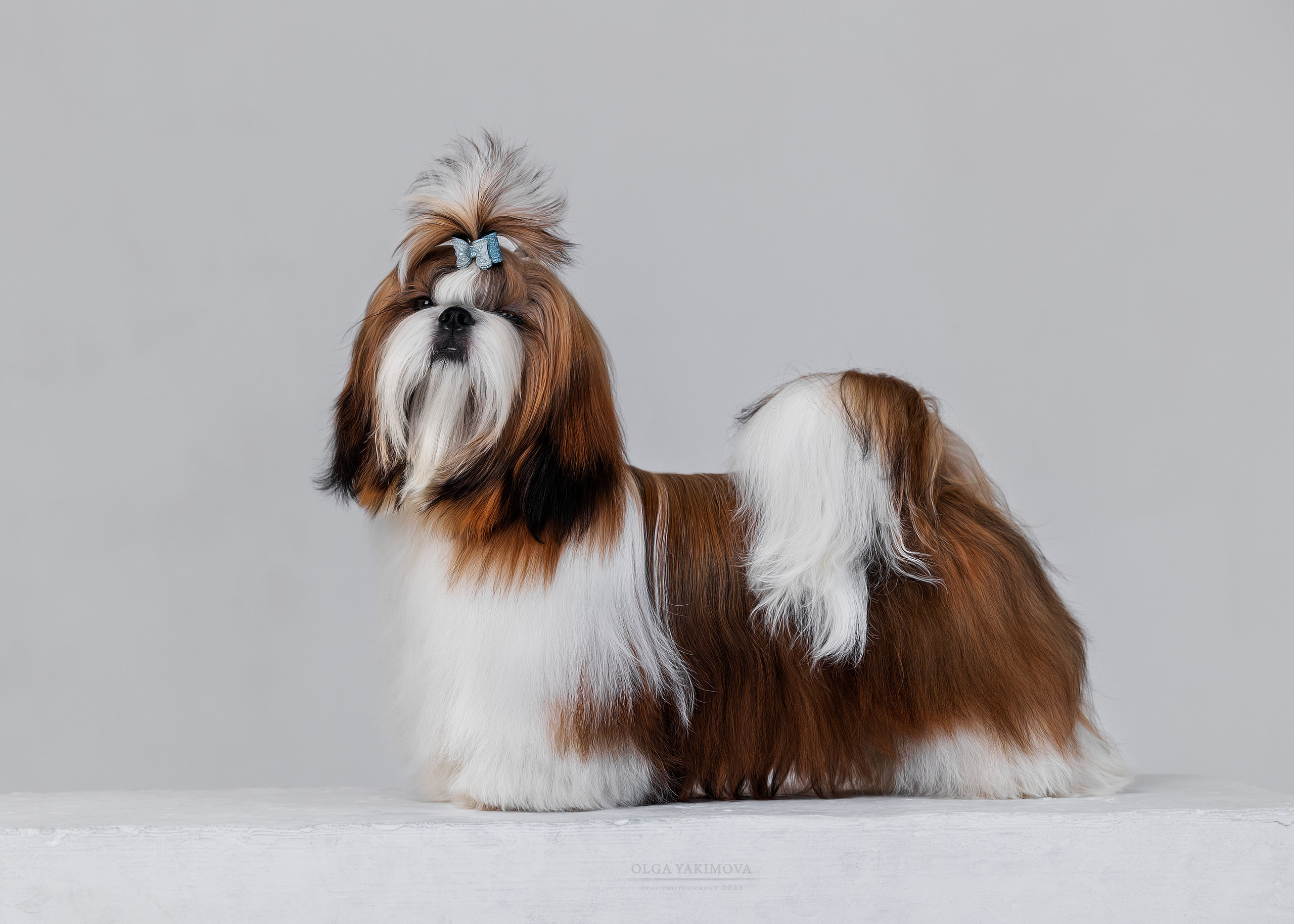 Ши-тцу. Фотограф