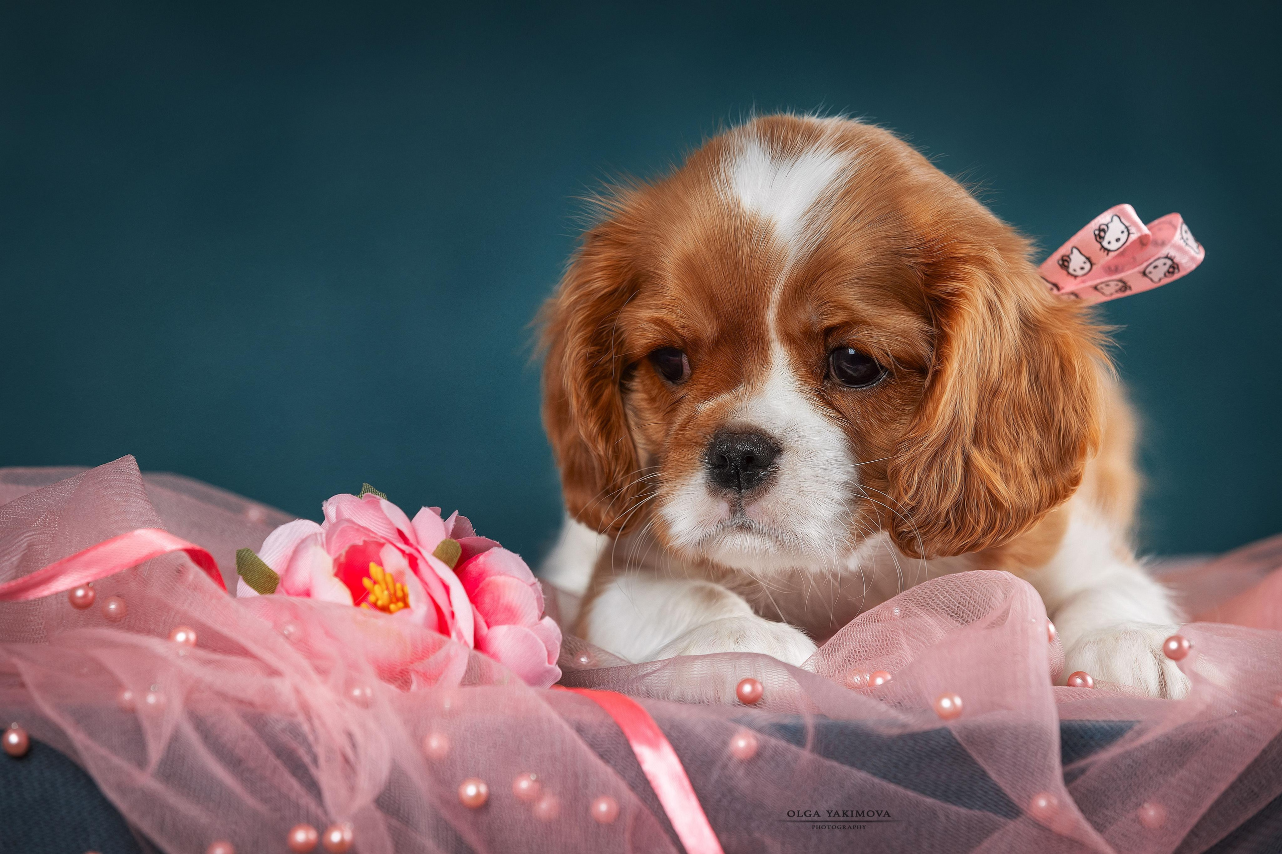 Щенки. Фотограф