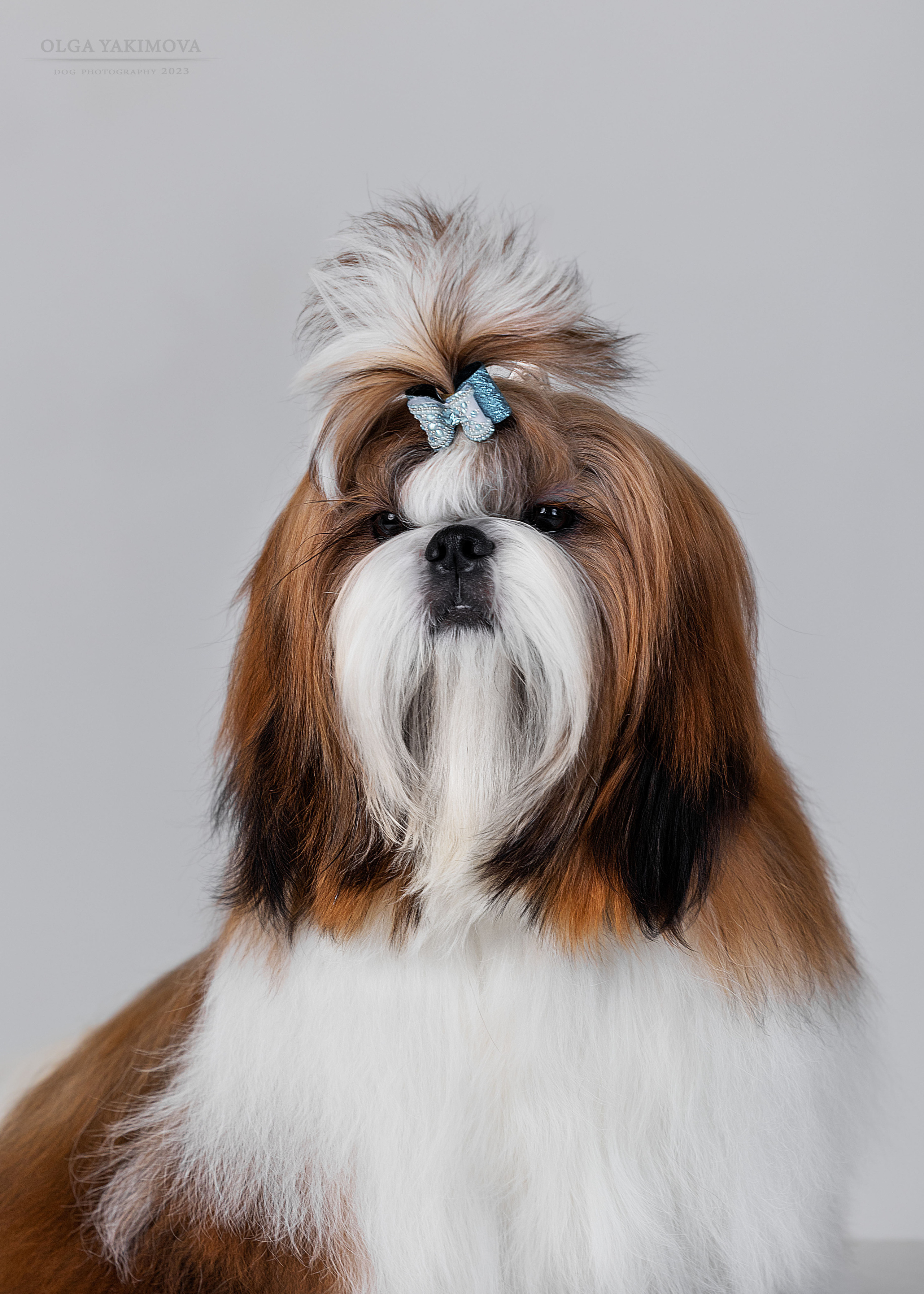 Ши-тцу. Фотограф