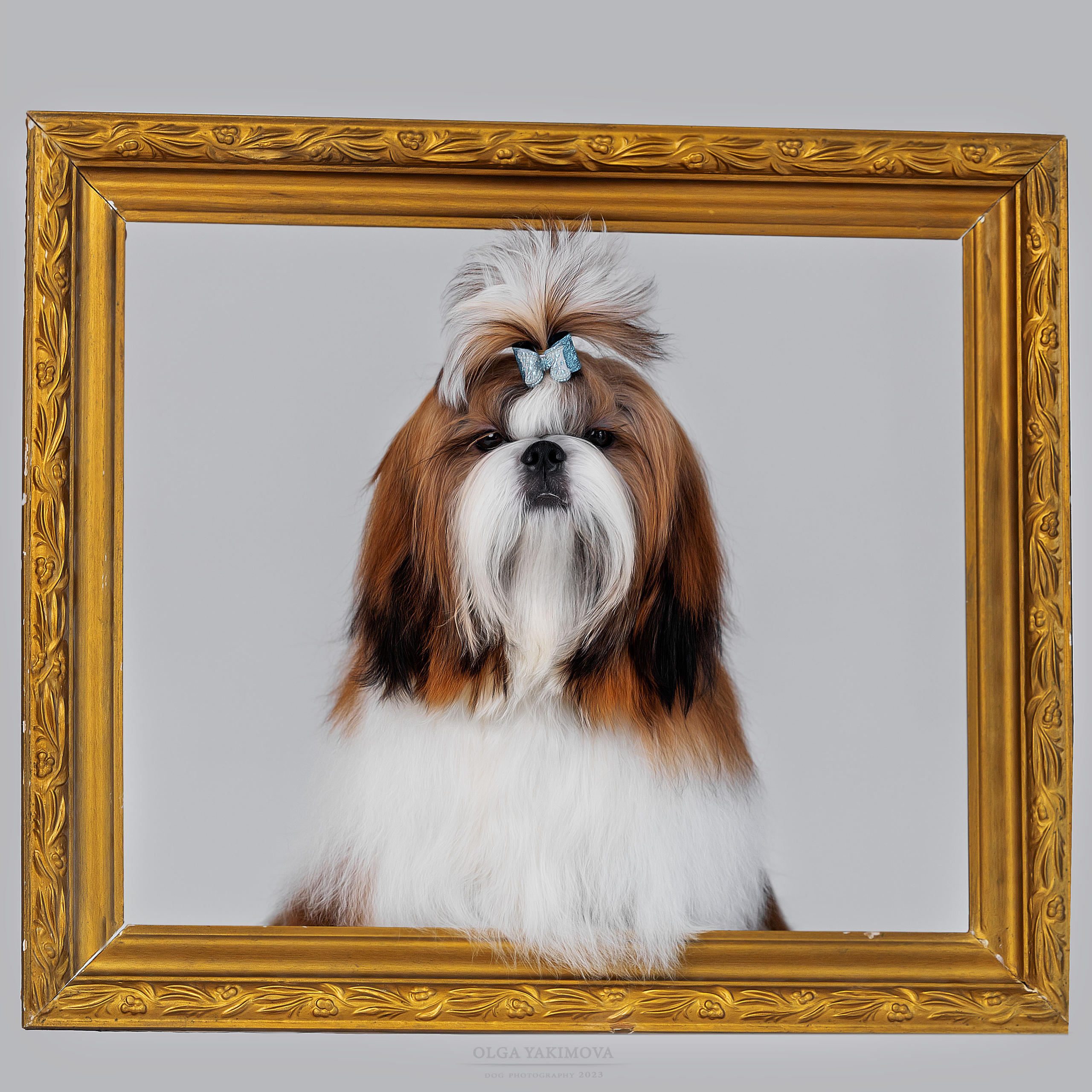 Ши-тцу. Фотограф