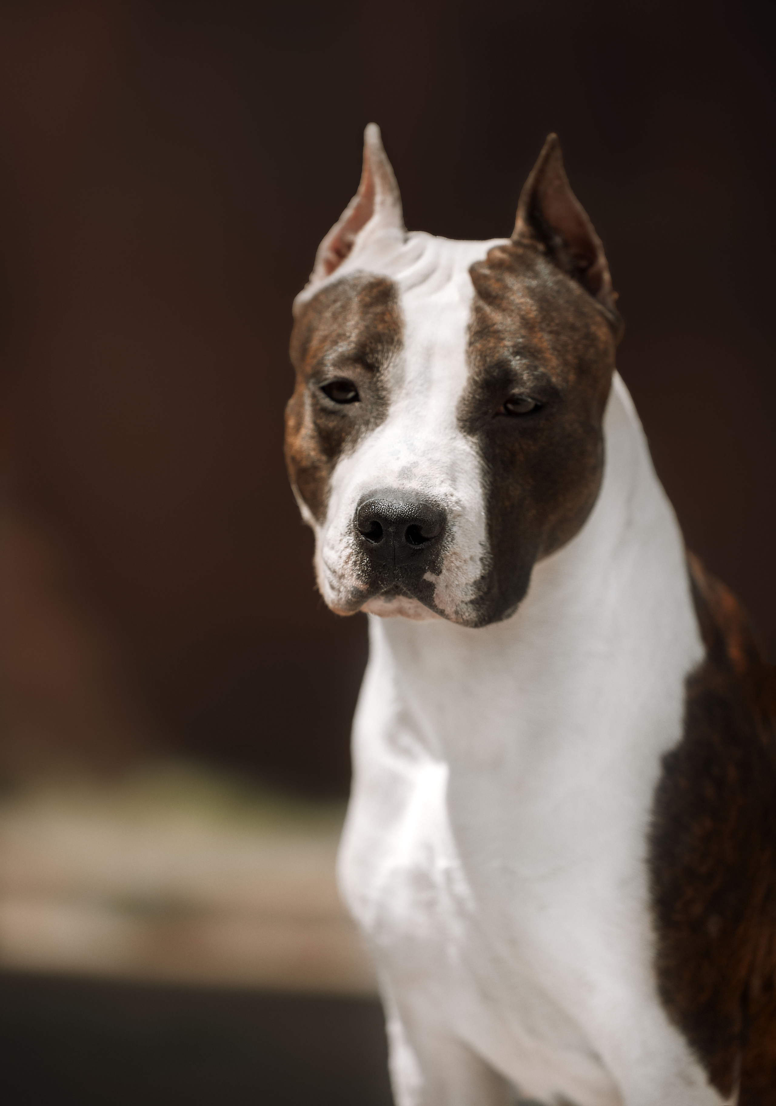 Фотограф на выставке, фотограф анималист