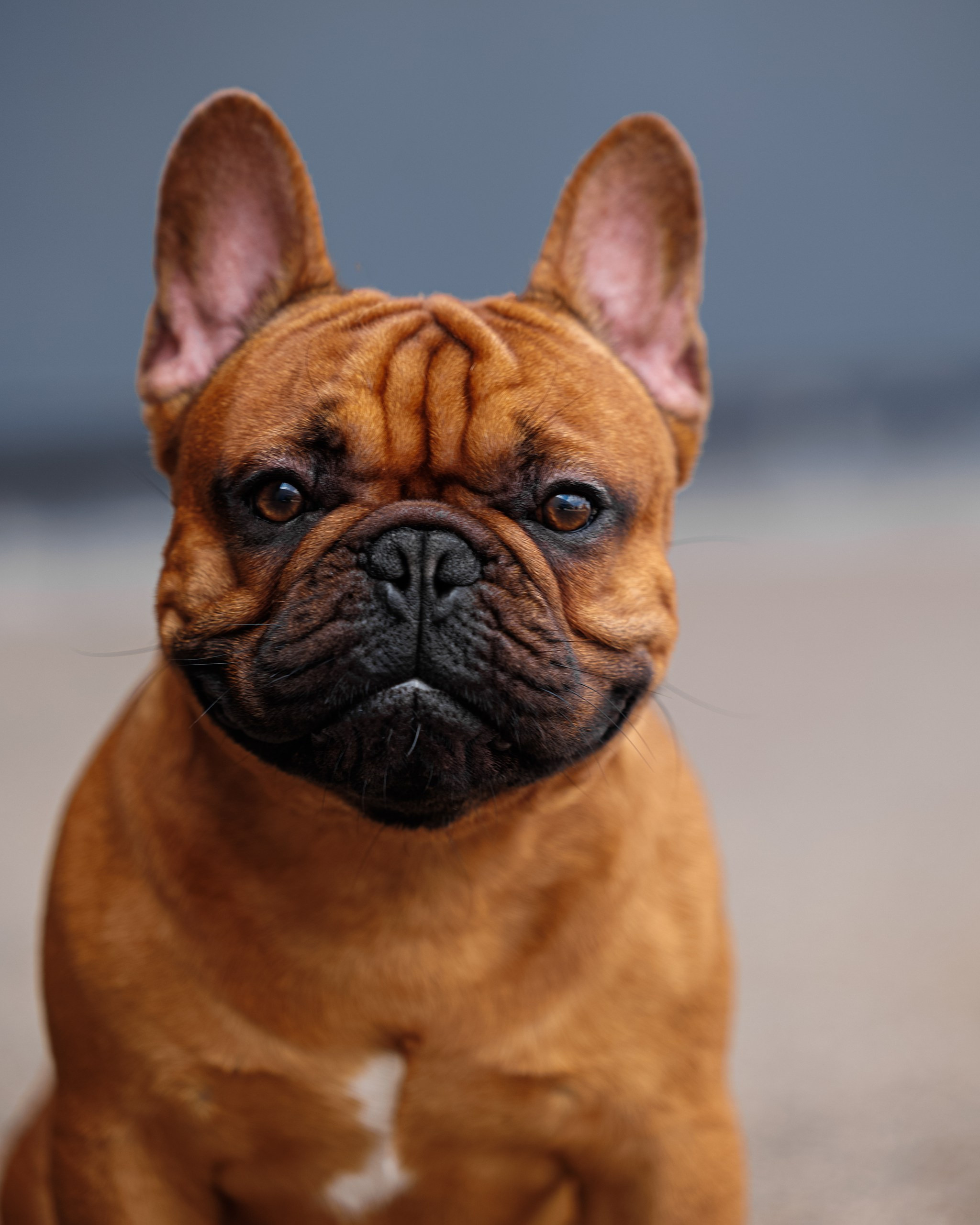 Фотограф на выставке, фотограф анималист