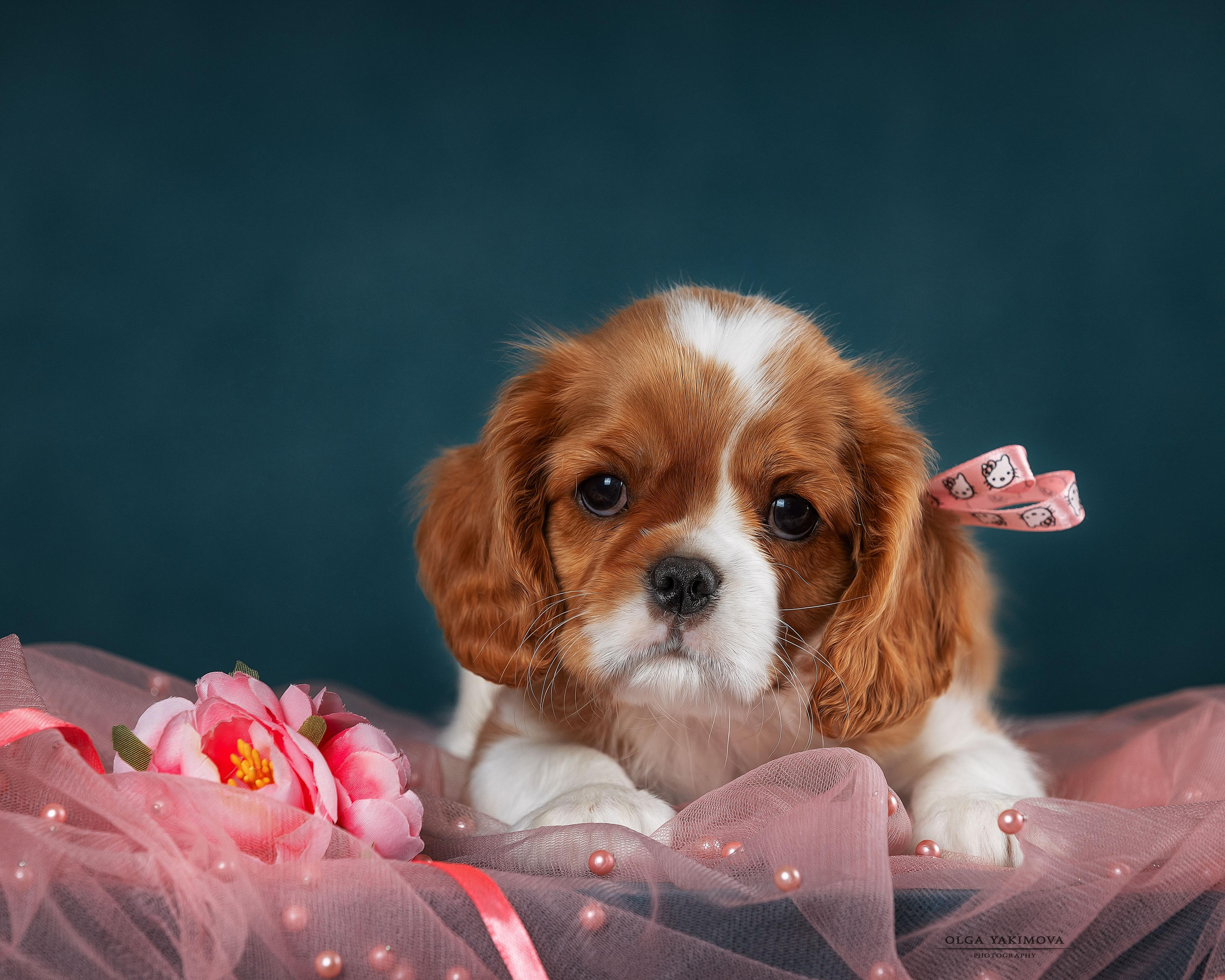 Съёмка щенков