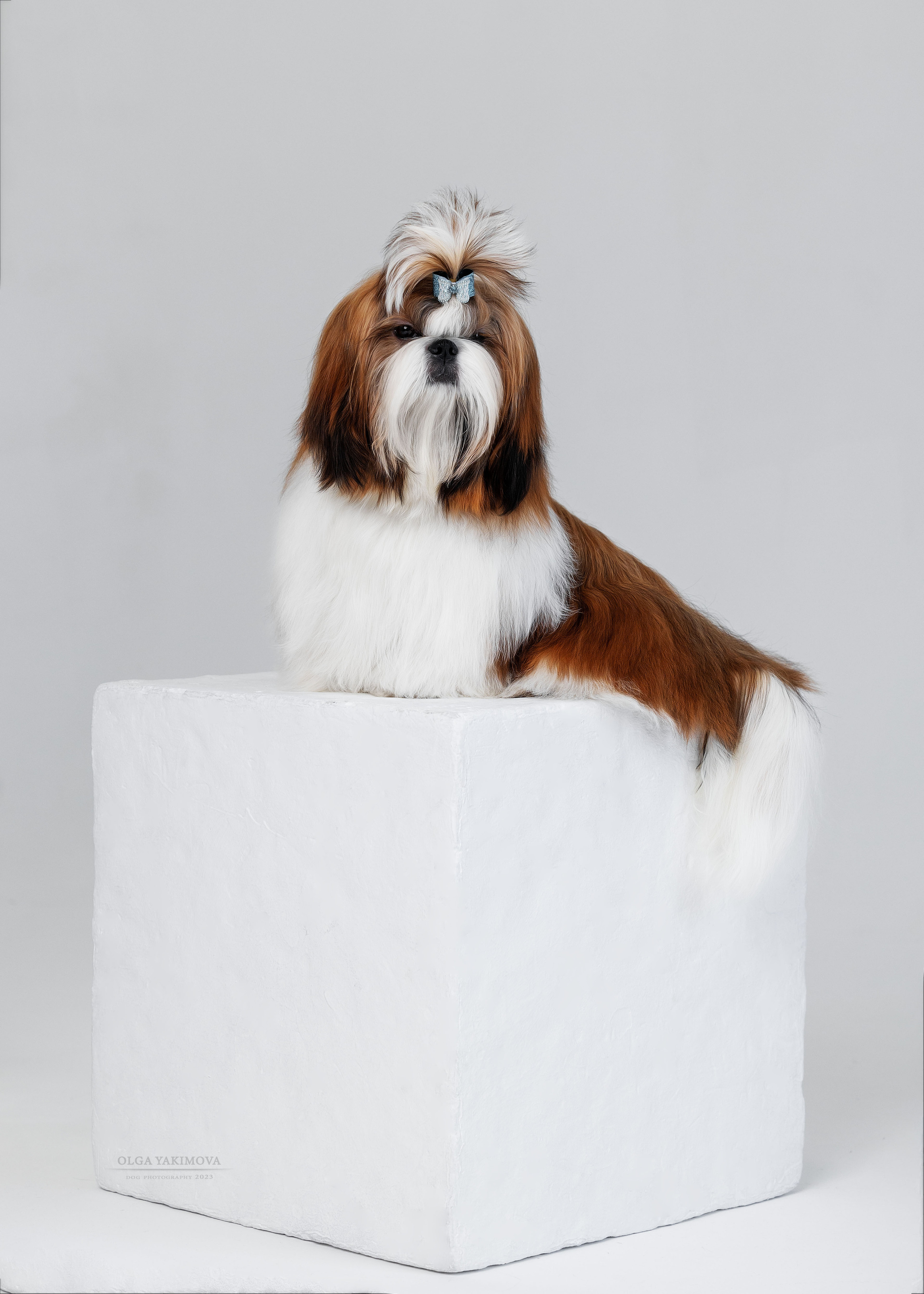 Ши-тцу. Фотограф