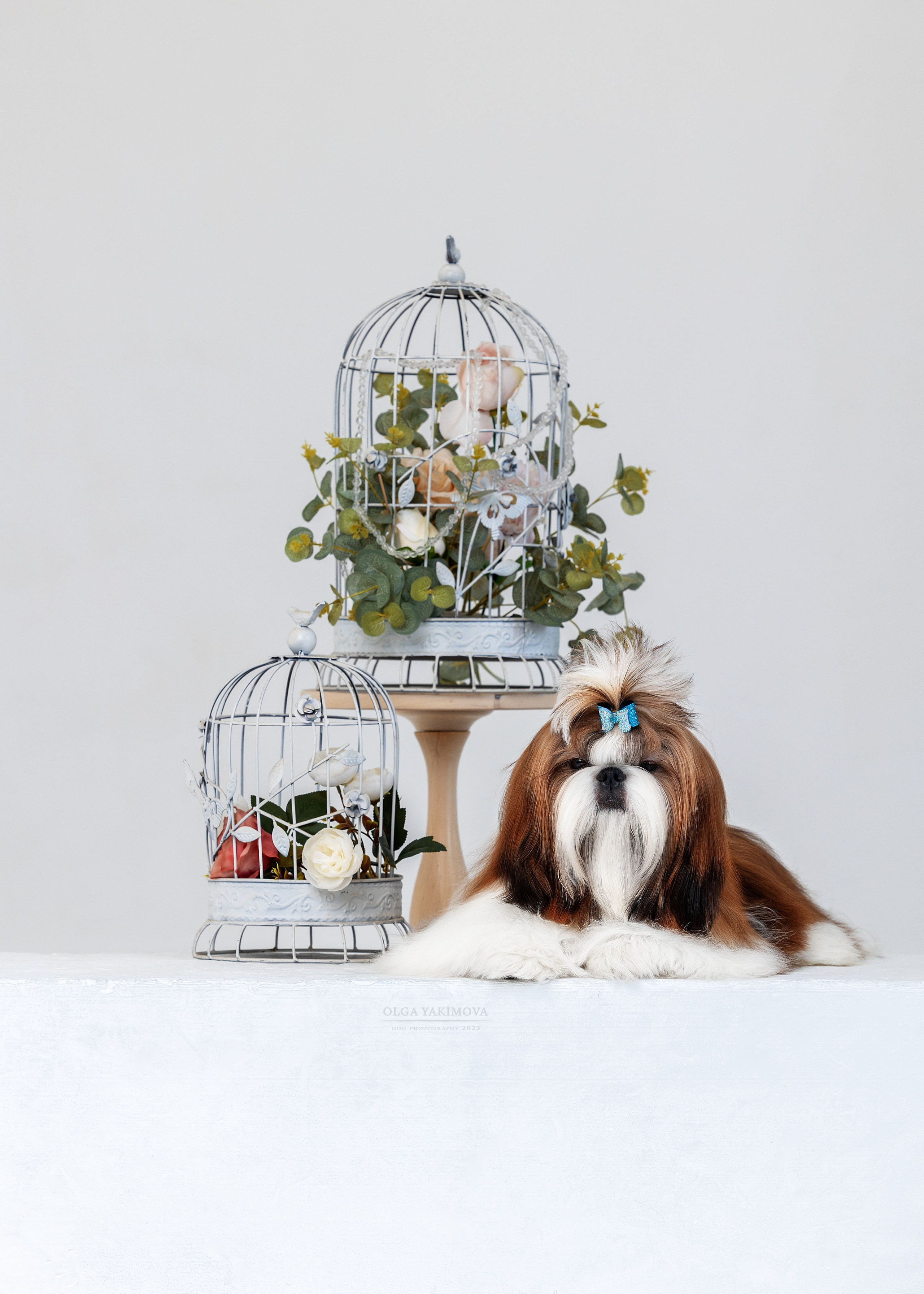 Ши-тцу. Фотограф