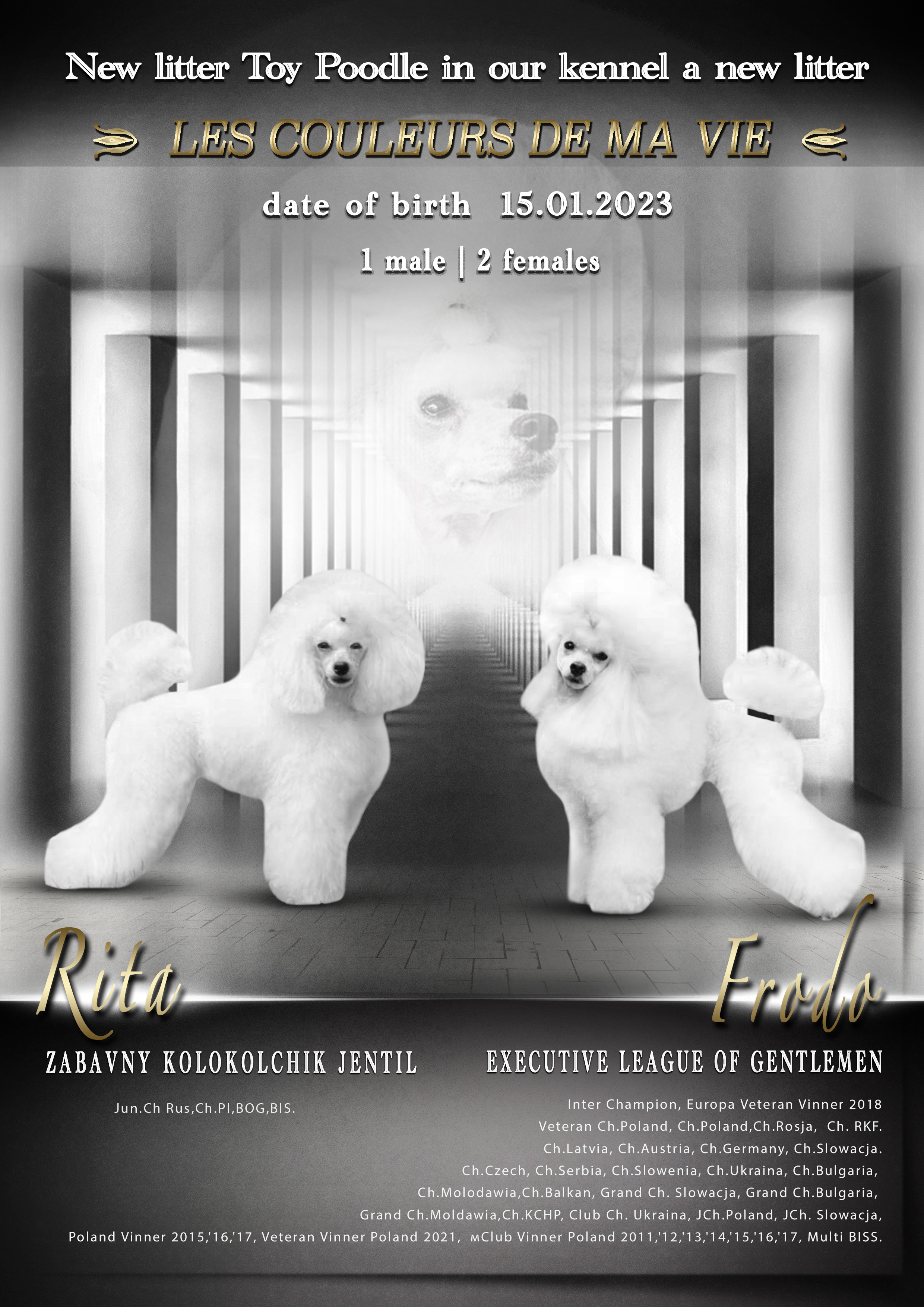 Animal presentation. Фотограф